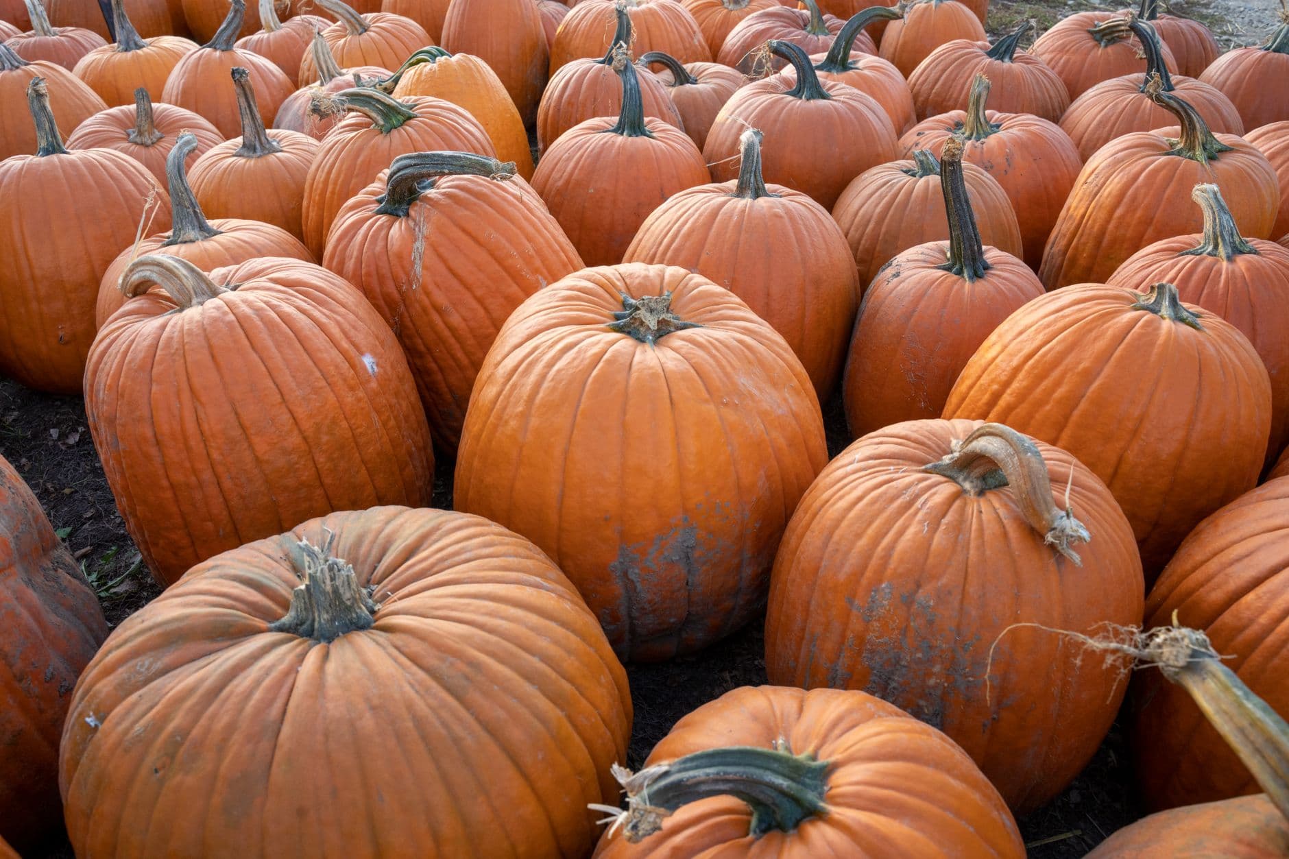 Lewis Orchards Farm Market