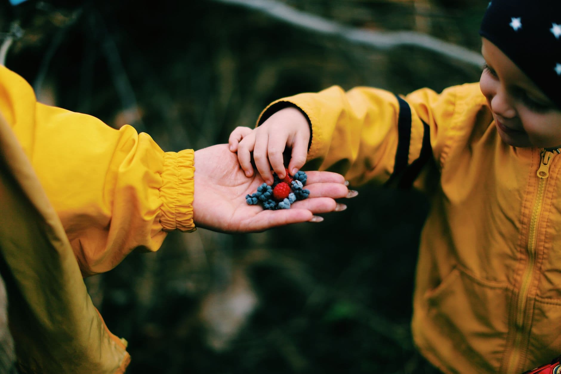Linbo Blueberry Farm