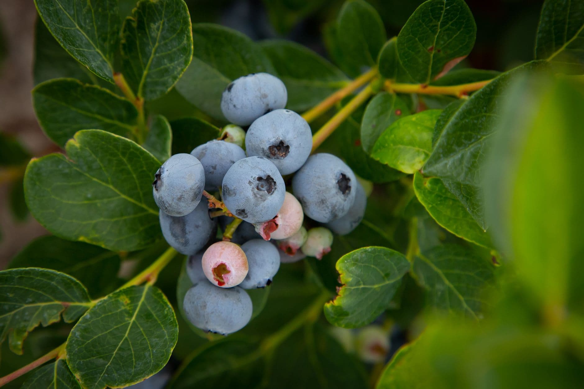 Lindberg's Blueberries