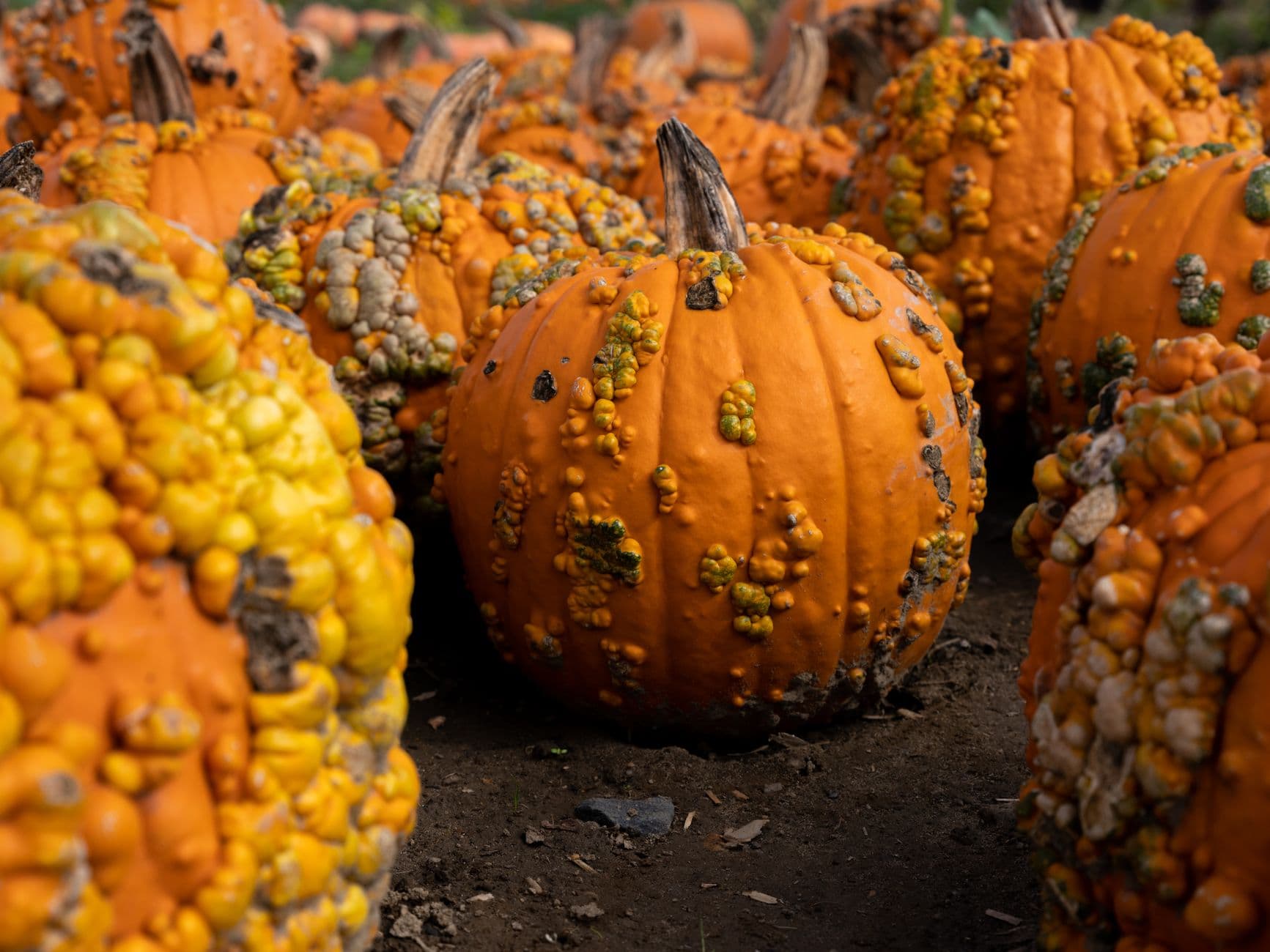Live Oak Canyon Pumpkin Farm