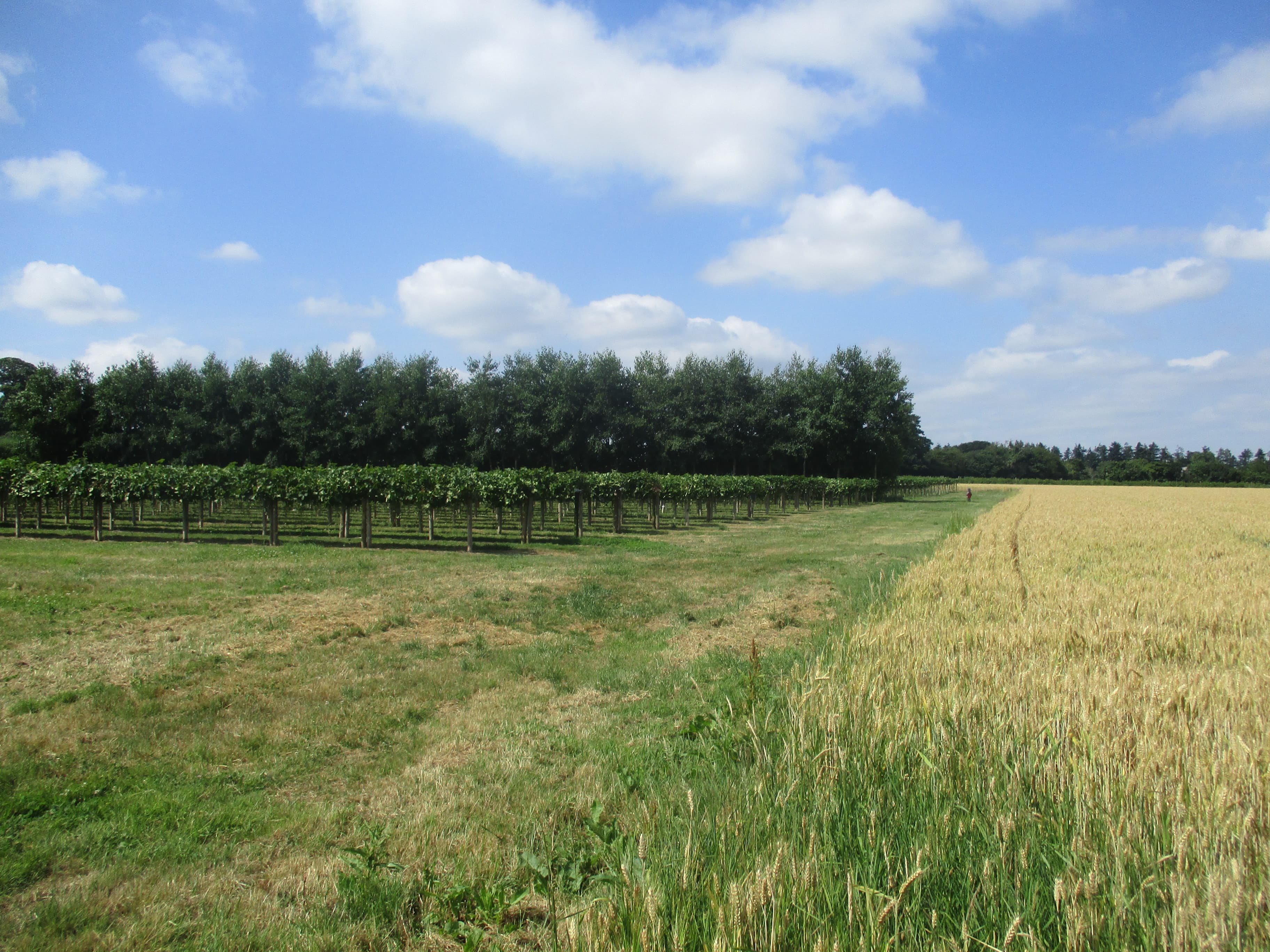 LoCA Blueberry Farm