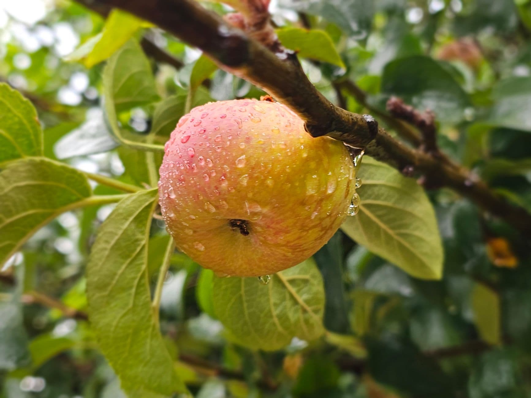 Lohr's Orchard