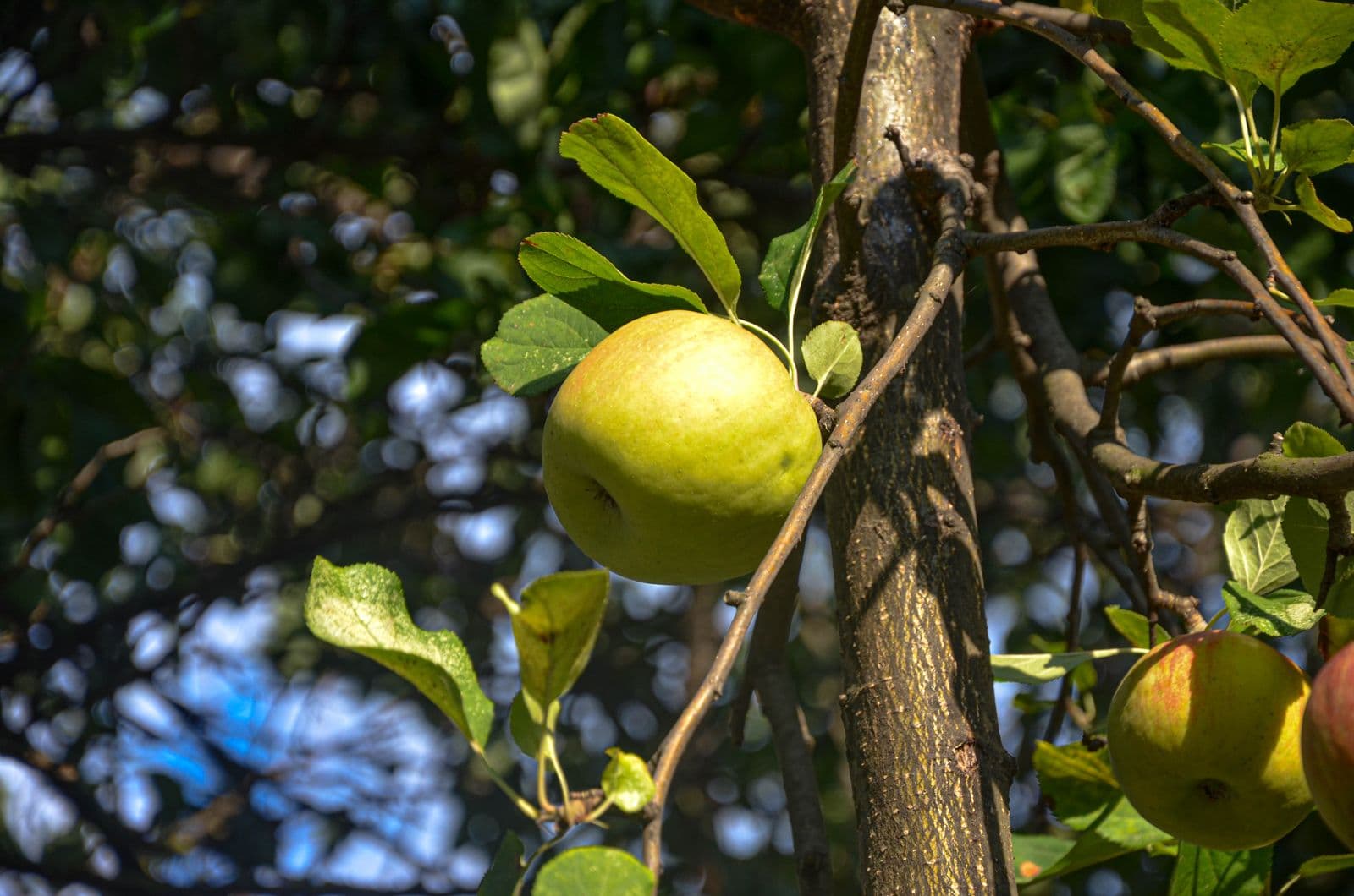 Long Family Orchard & Farm