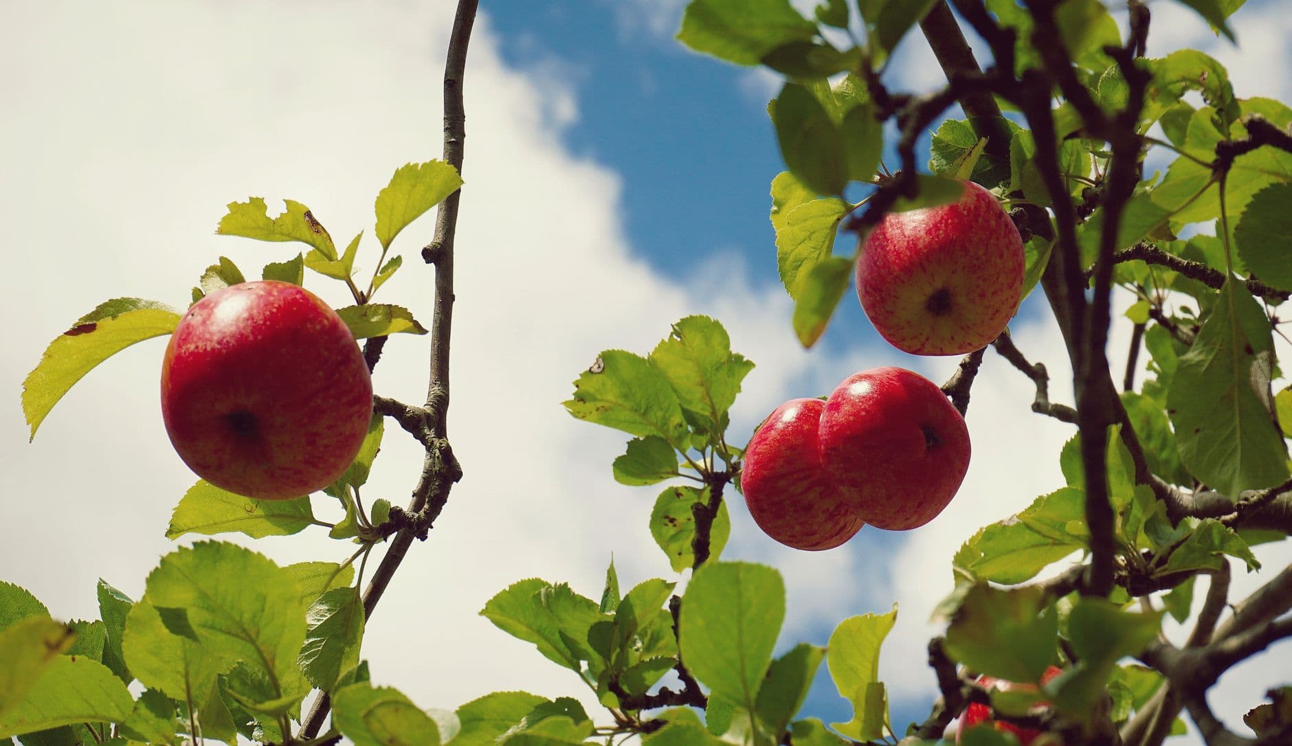 Long Hill Orchard & Farm