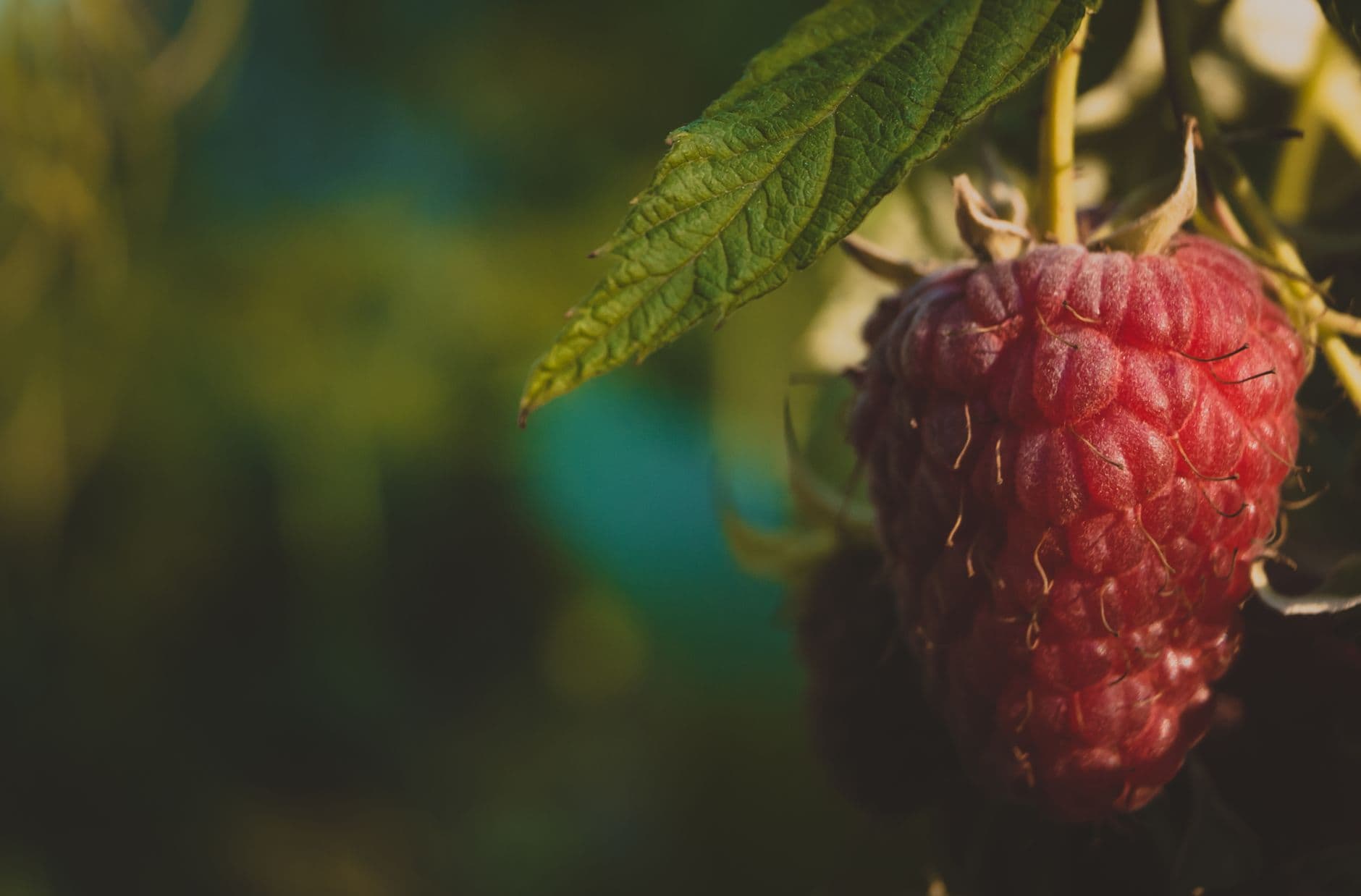 Lorence's Berry Farm
