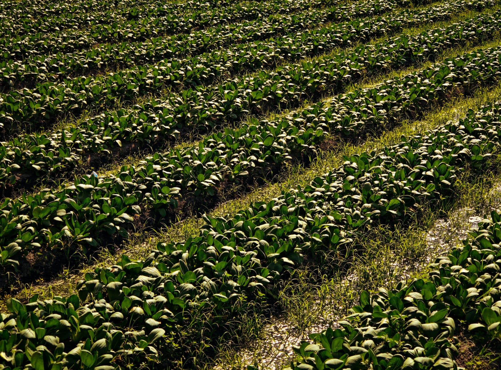 Luna Farms