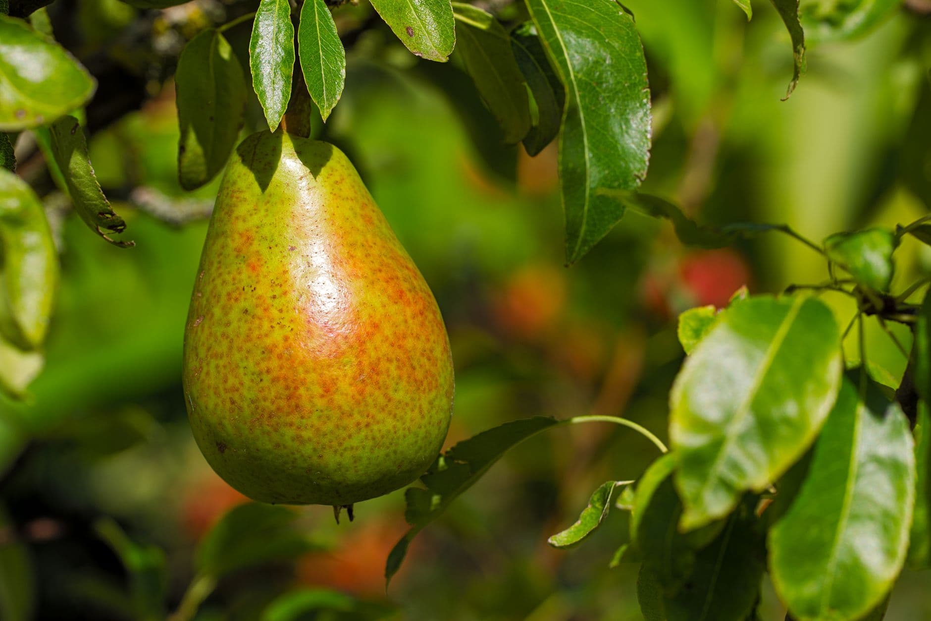 Lyman Orchards