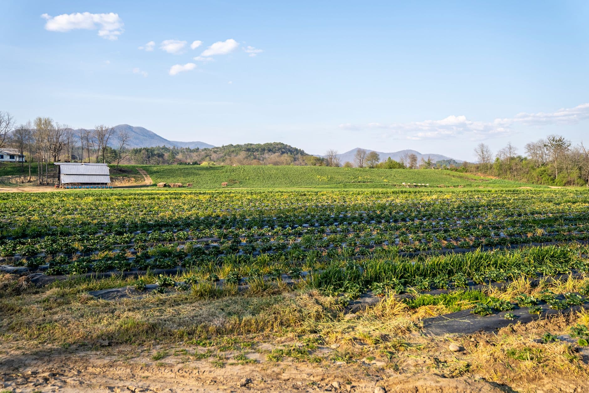 Lyon Family Farms
