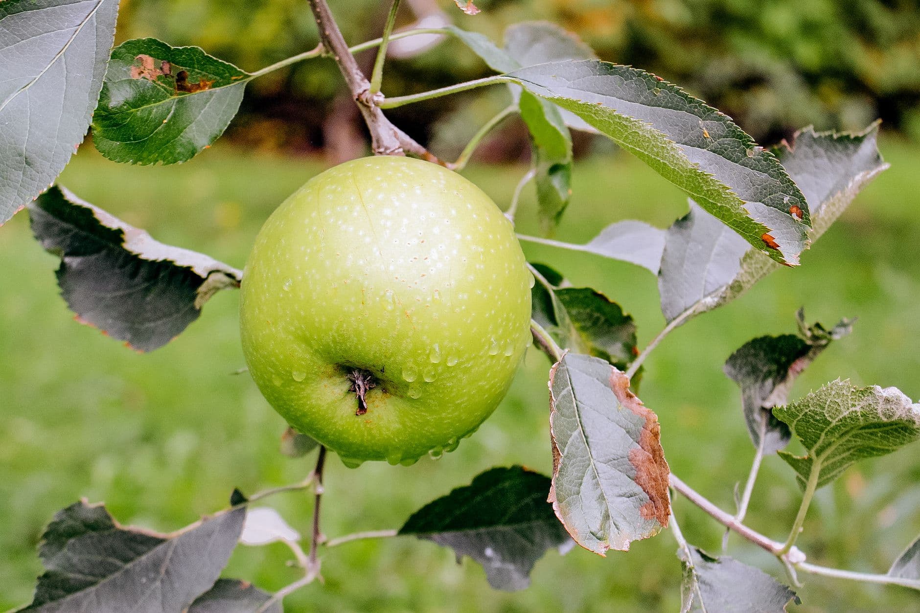 Mackintosh Fruit Farm