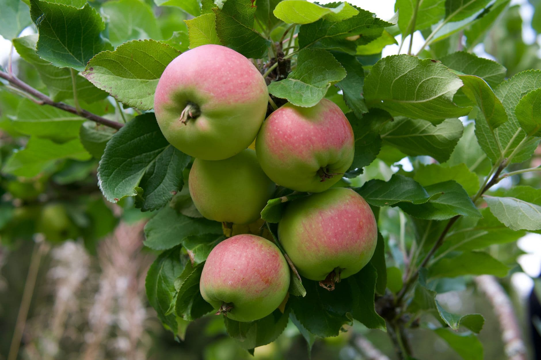 Mack's Apples