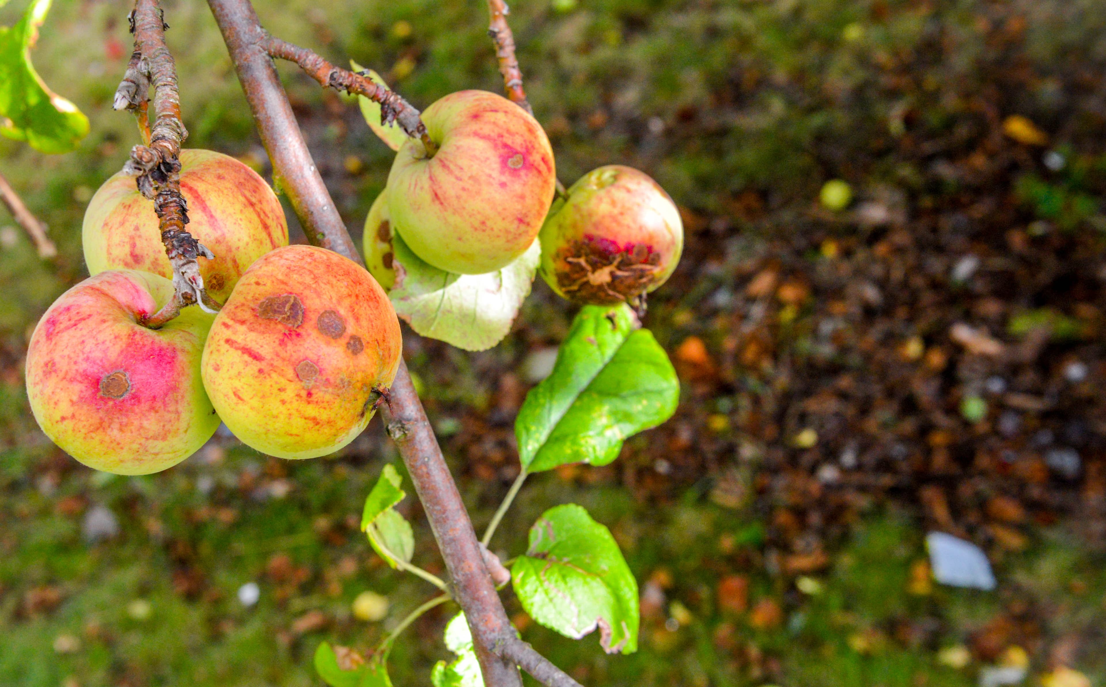 MacQueen Orchards