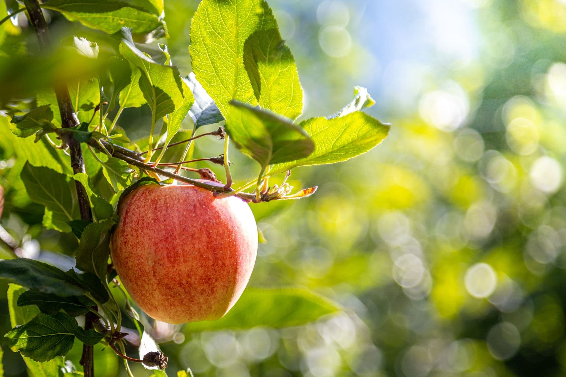Masker Orchards