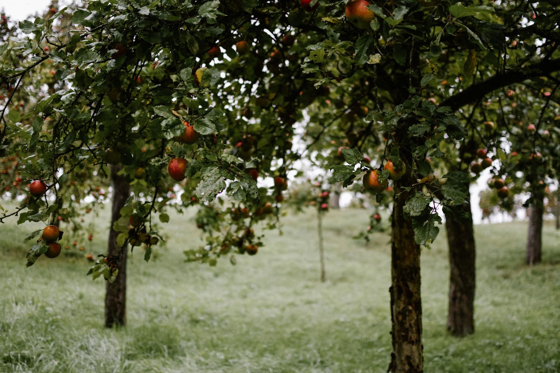 Mead Orchards