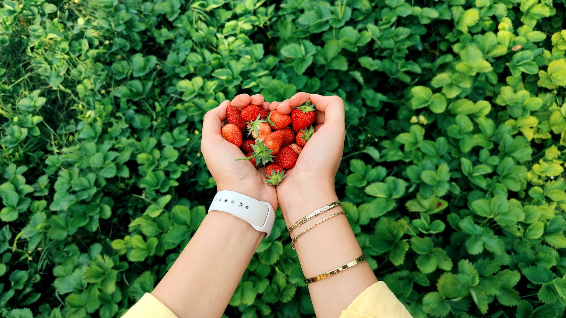 Mercier Orchards