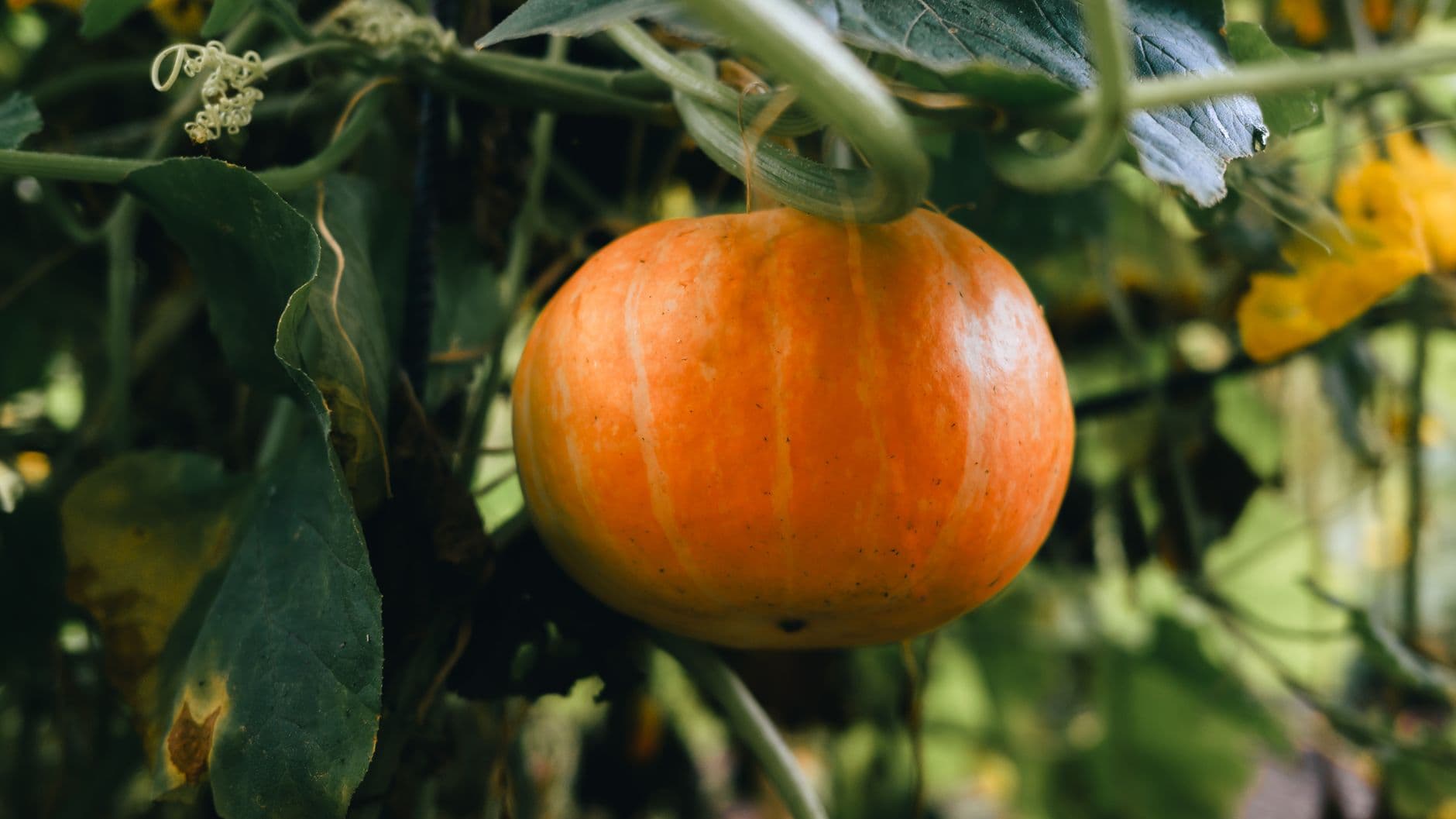 Messick's Farm Market