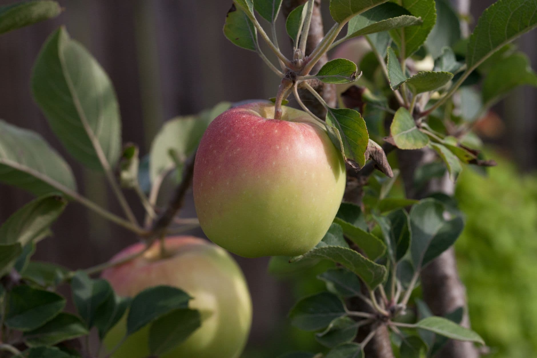 Milburn Orchards