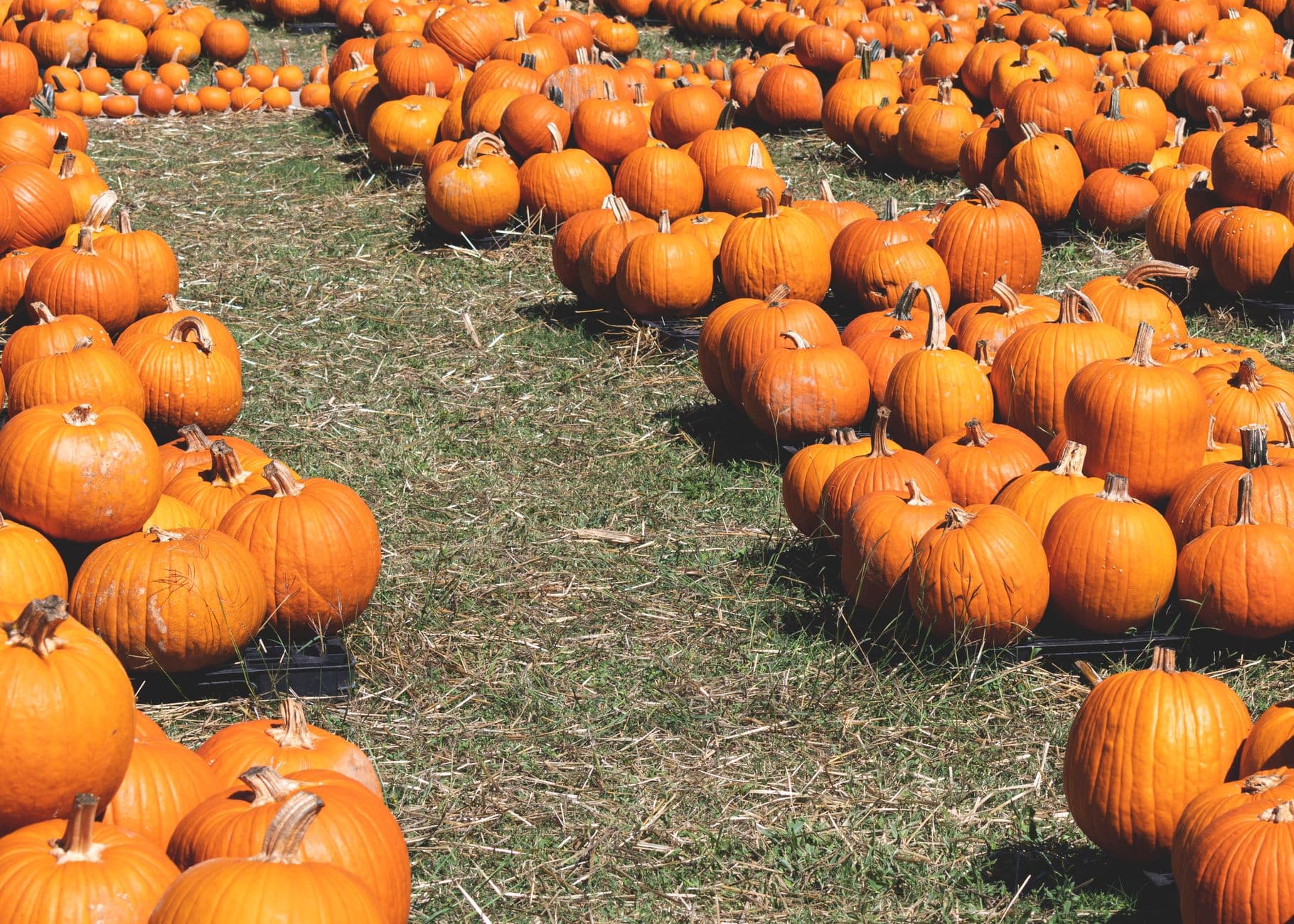 Miller Farms