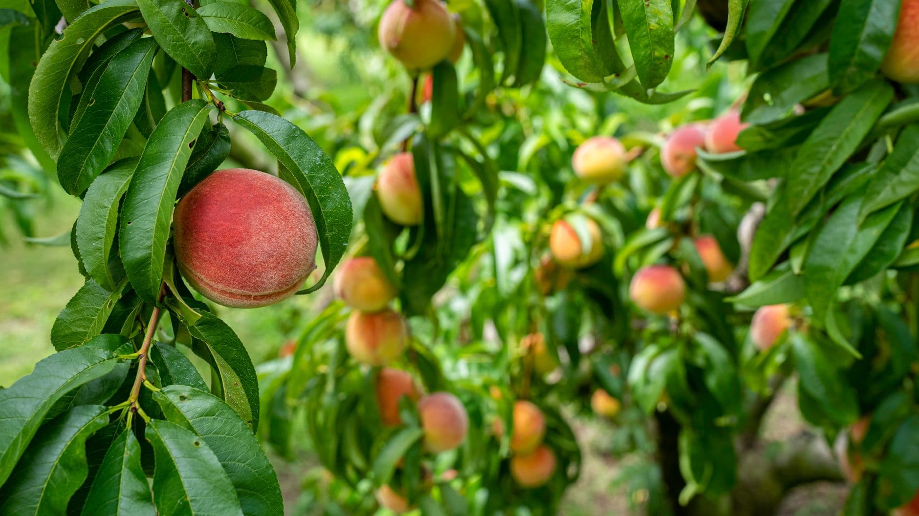 M & M Peach Ranch