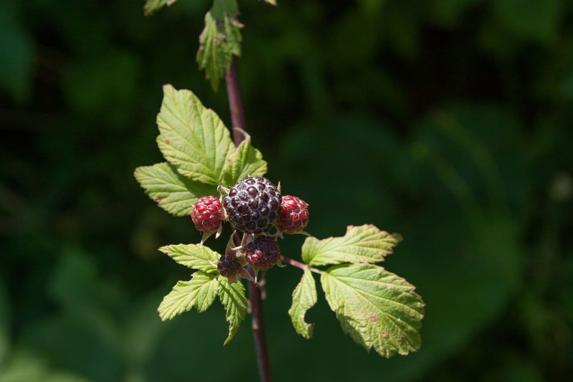 Montavon's Berries