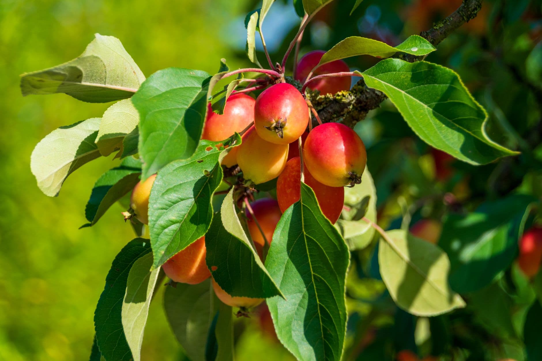 Montgomery Orchard