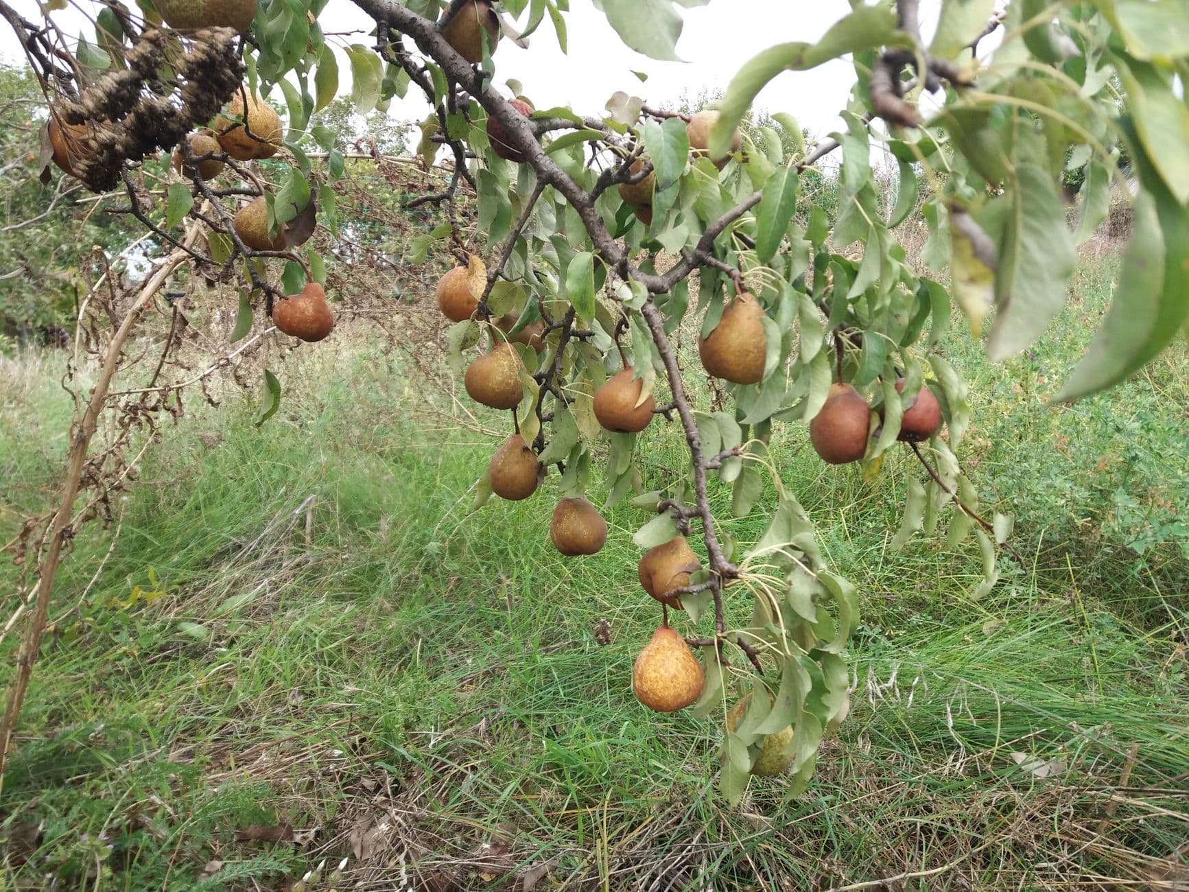 Montrose Orchards