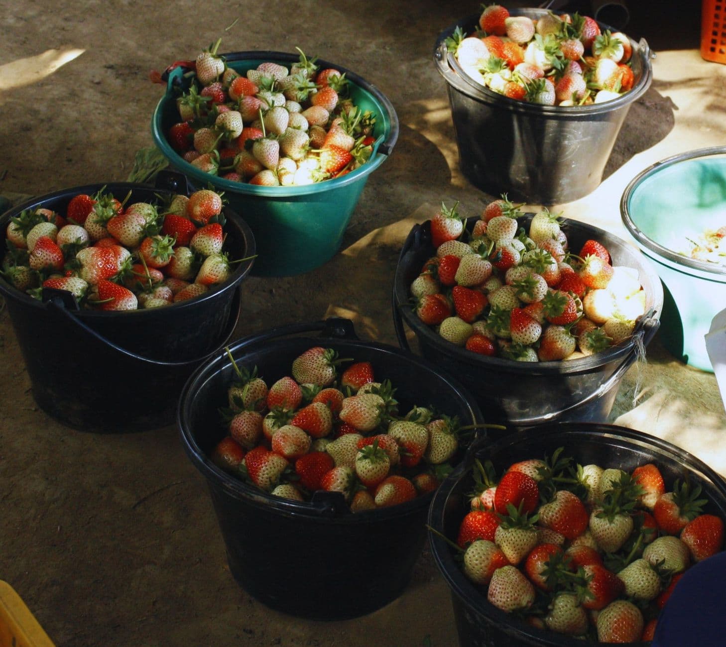 Moon Farms Country Market