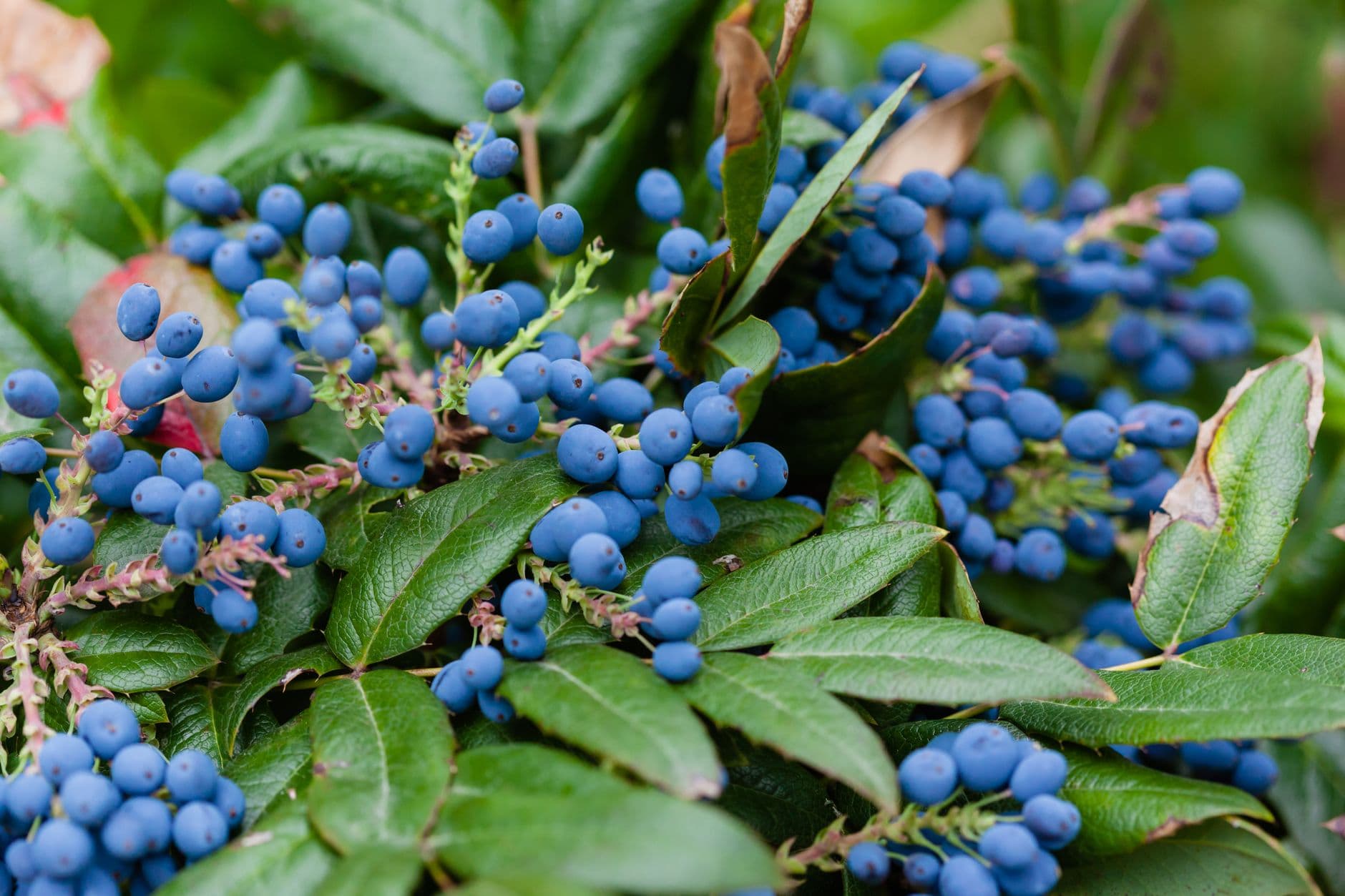 Mountainview Blueberry Farm