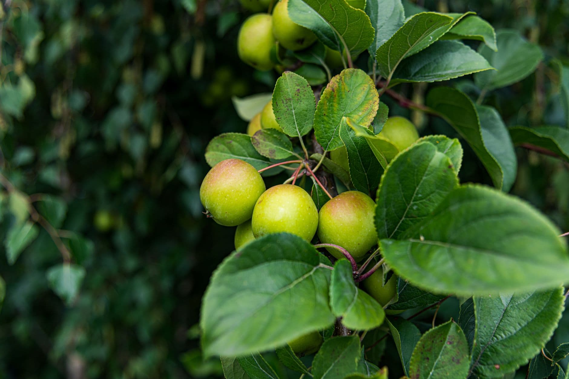 Mt View Orchards