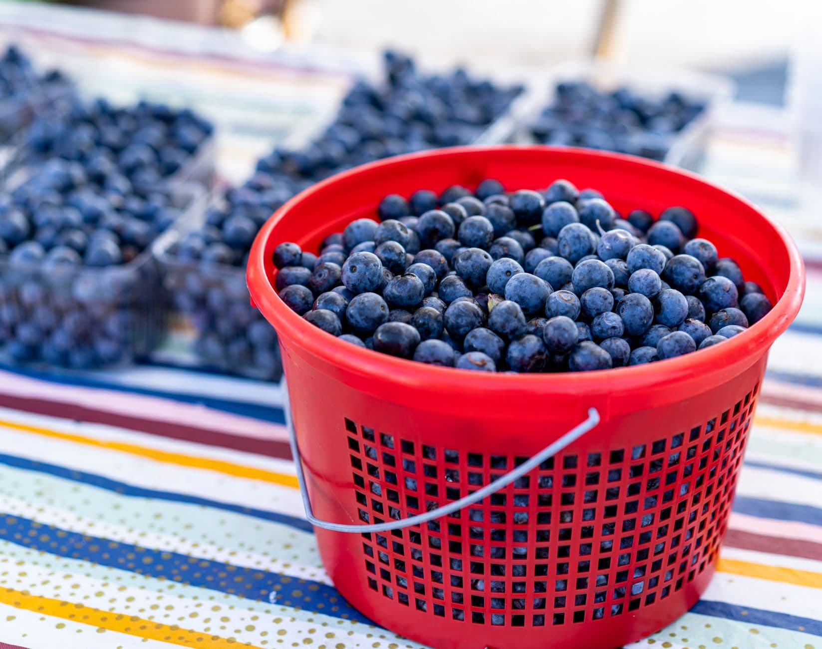 Muir Blueberry Farm