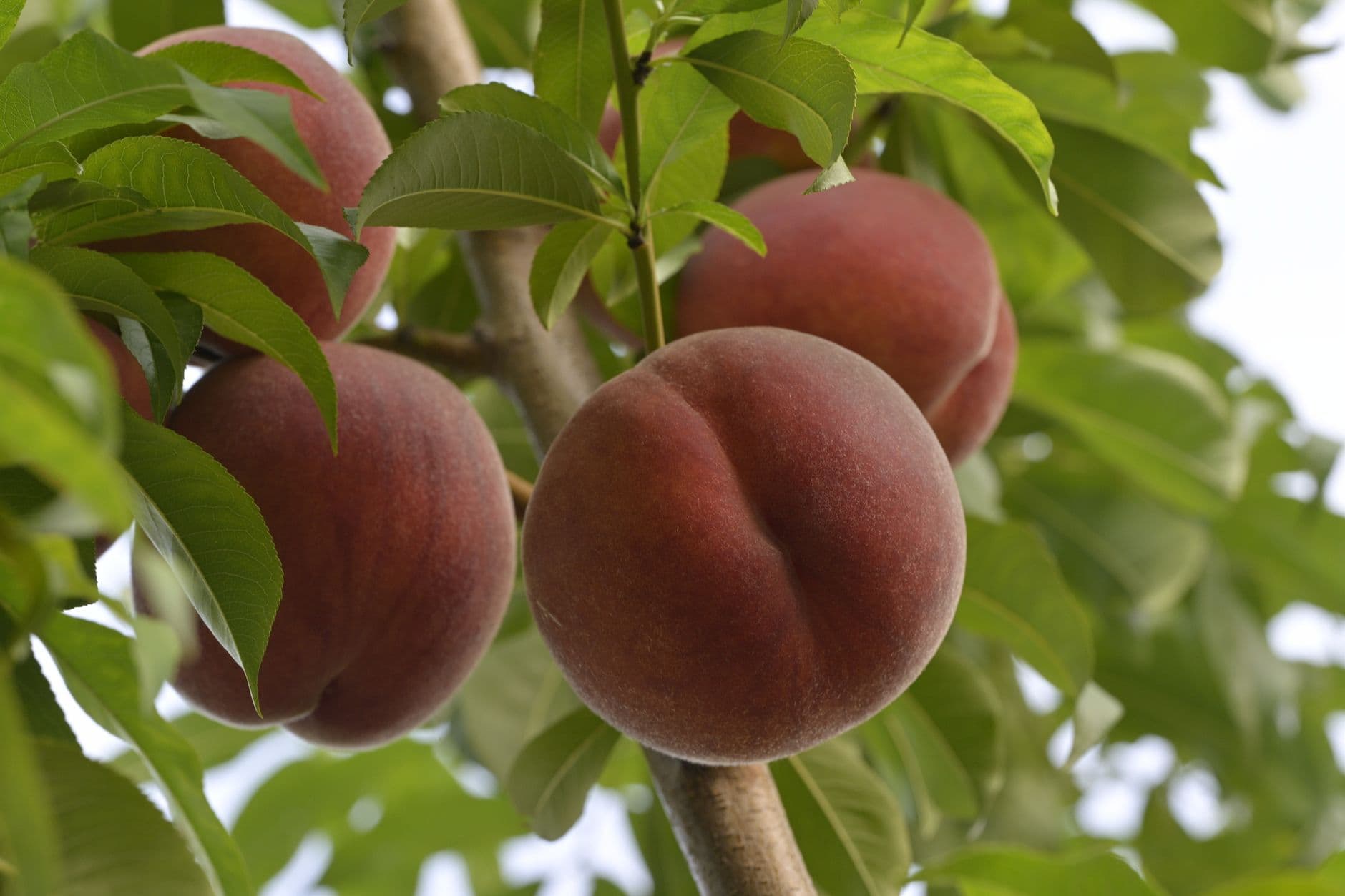 Narrow Lane Orchard
