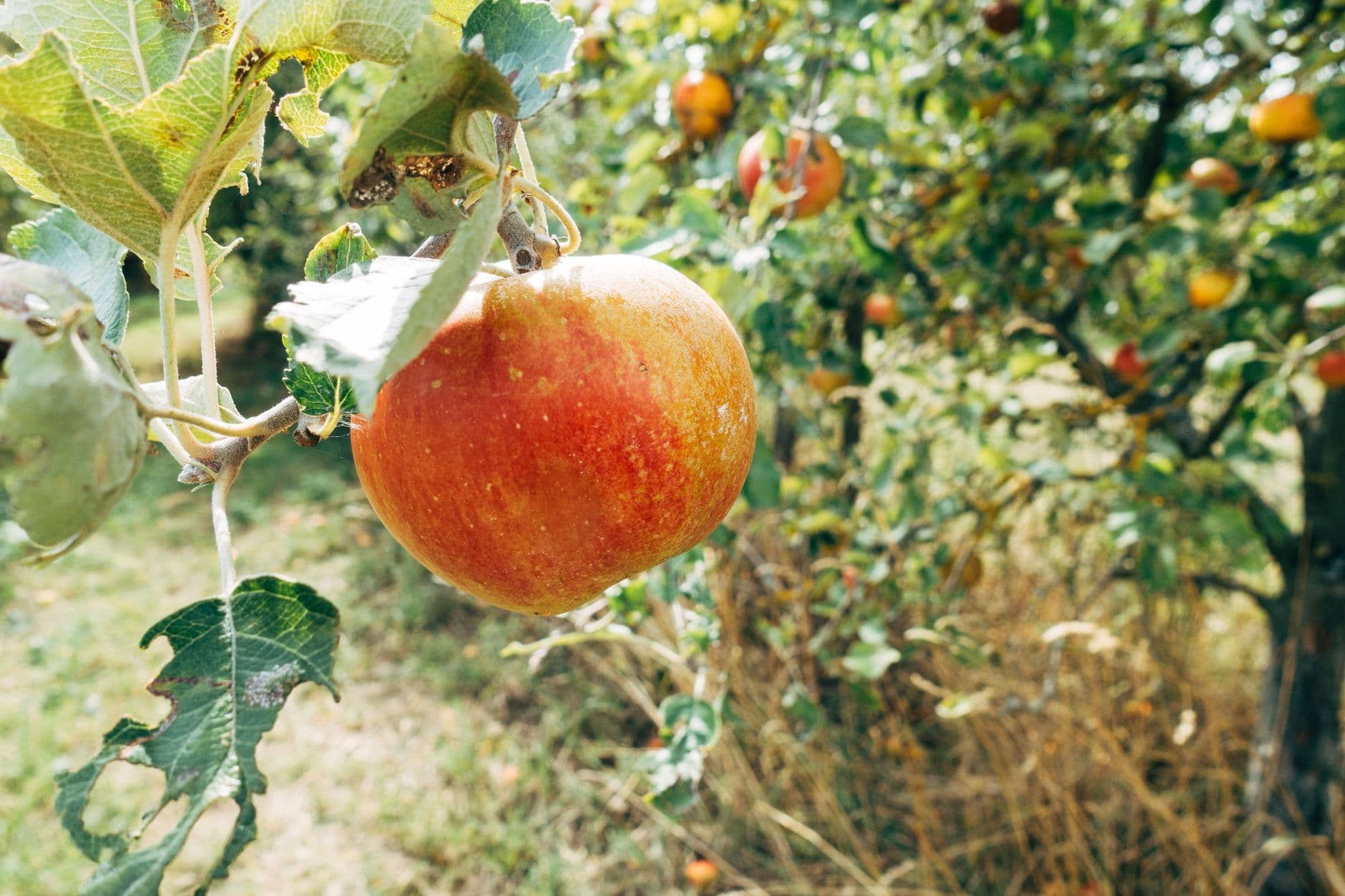 Nature's Select Orchard