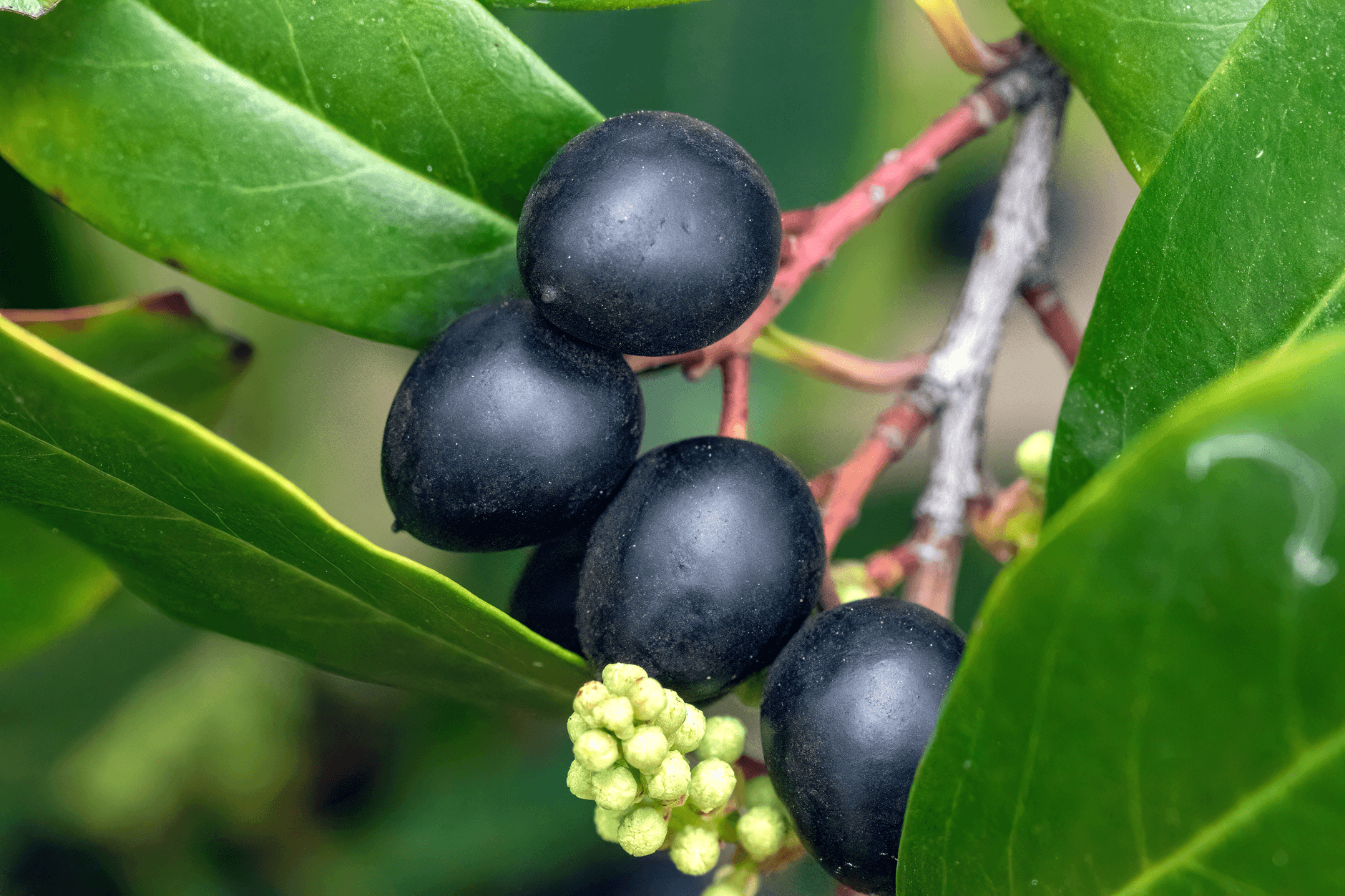 New Lisbon Blueberries