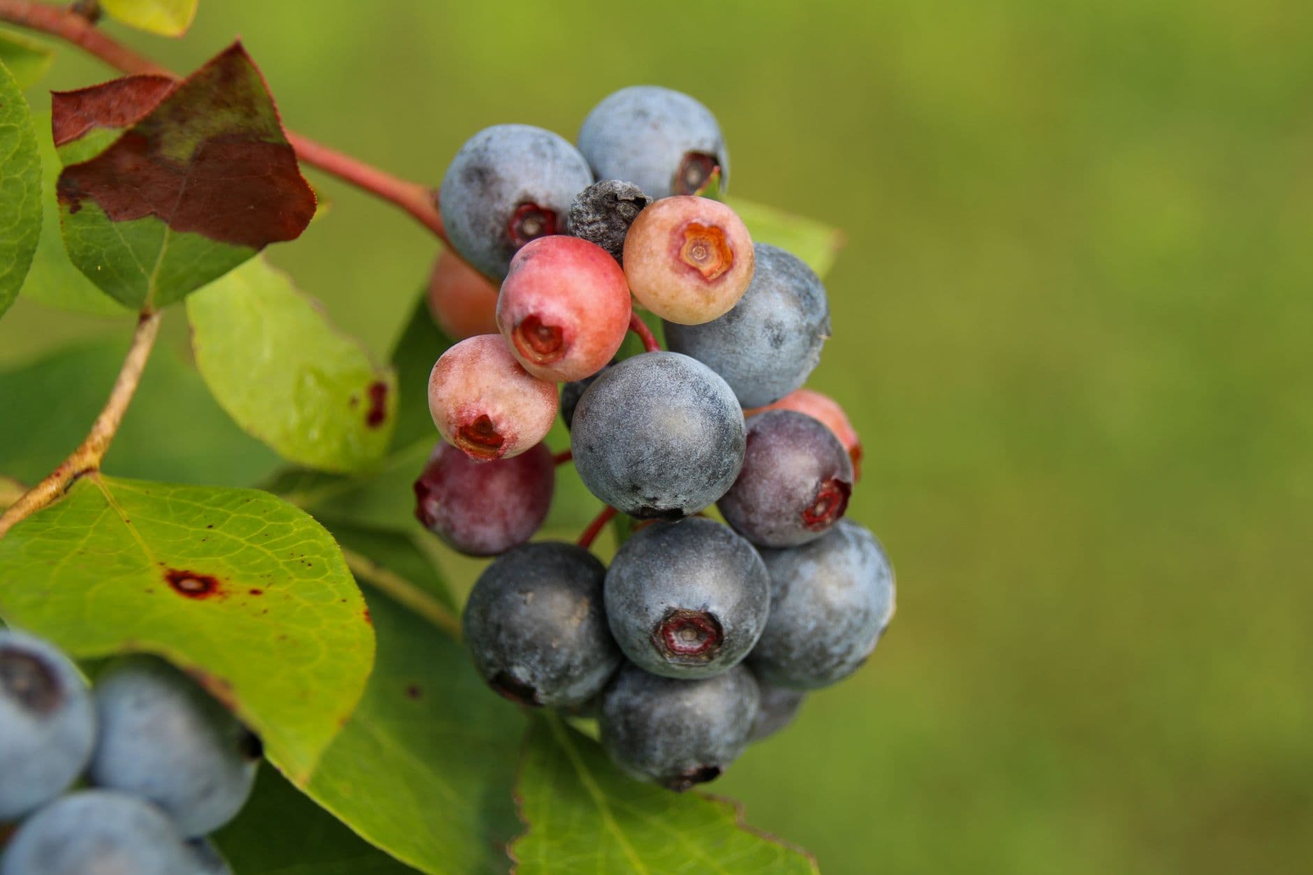 North Ridge Berries
