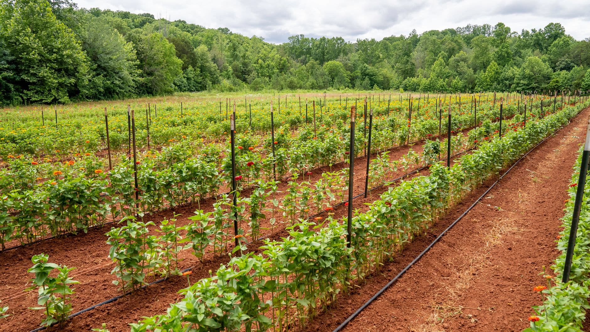 Northridge Blueberries