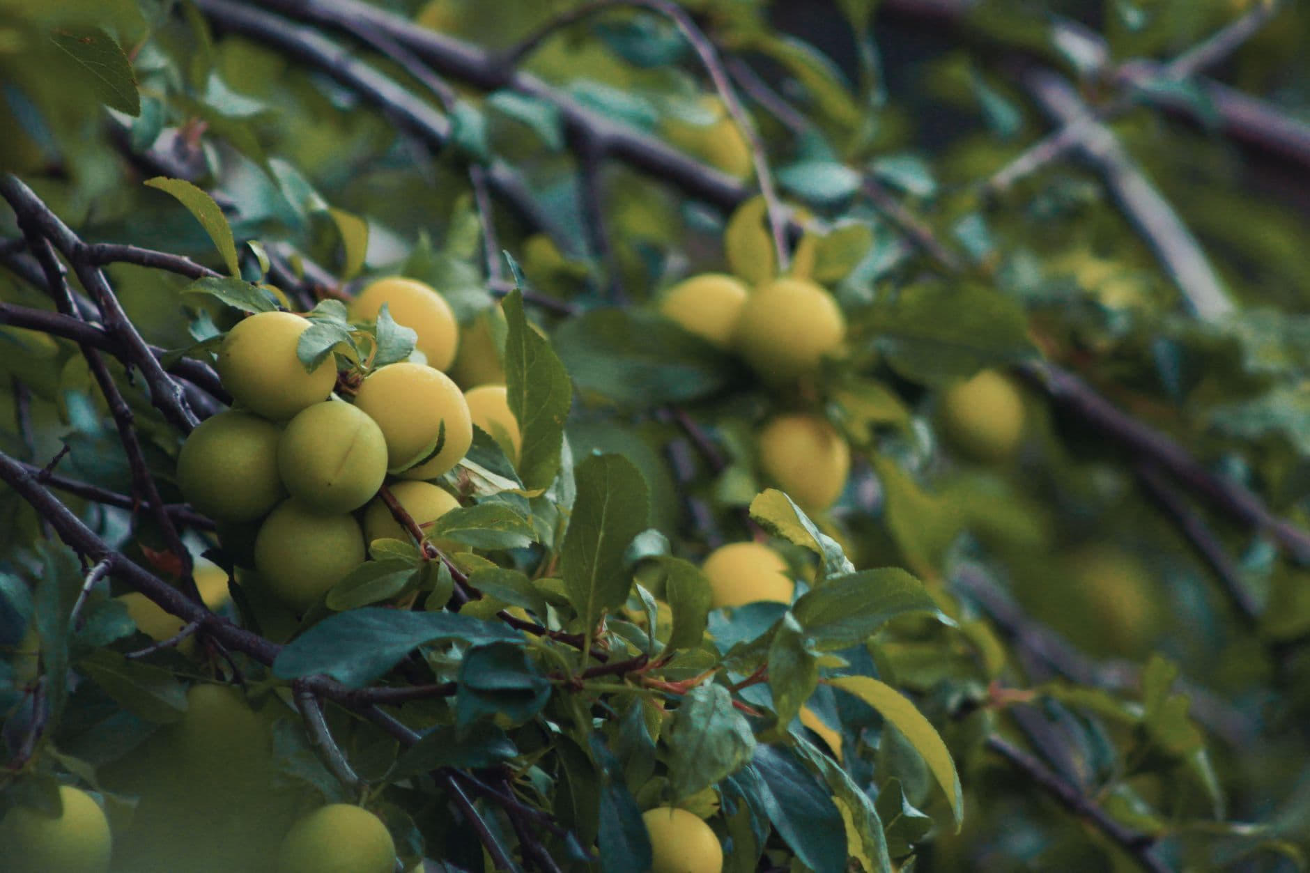 Noto Fruit Farm