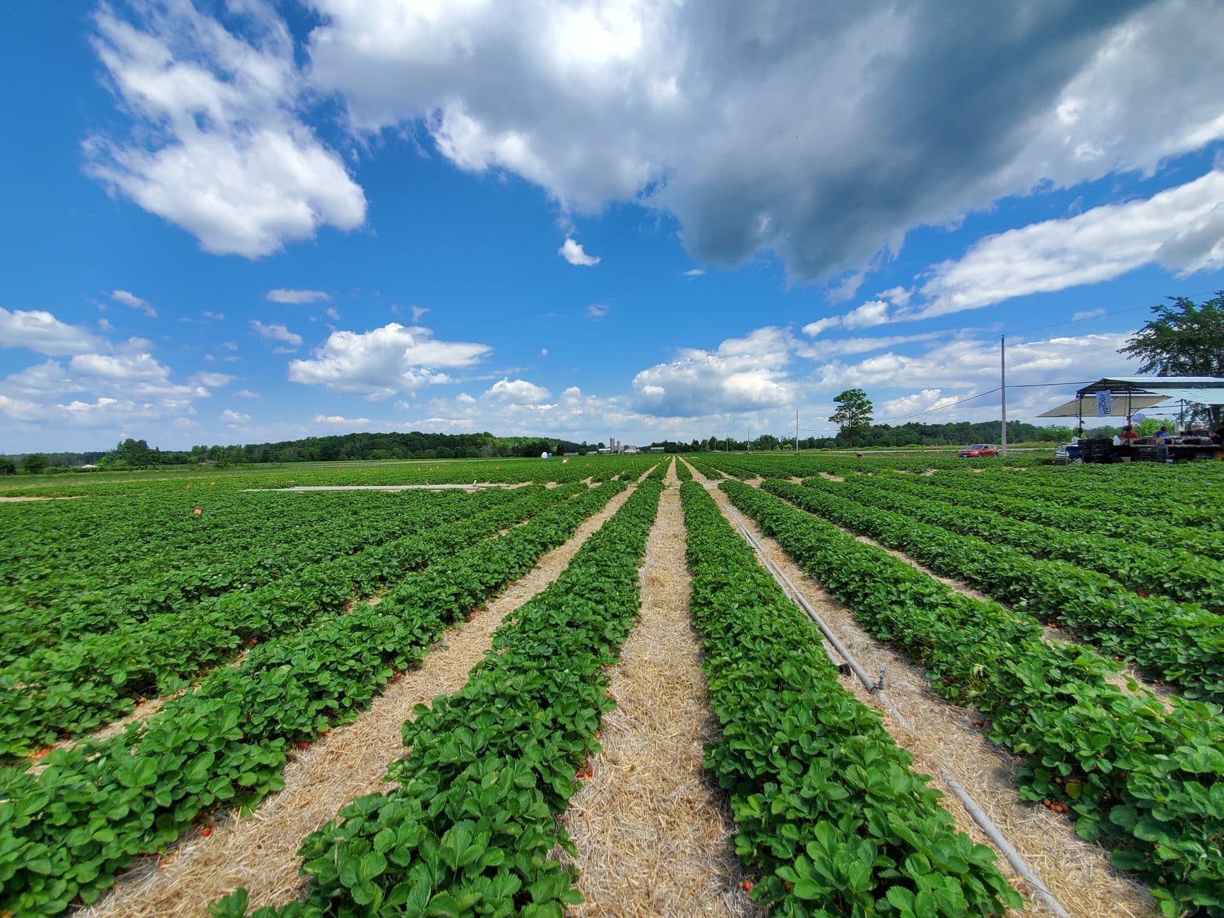 Oakhurst Farm