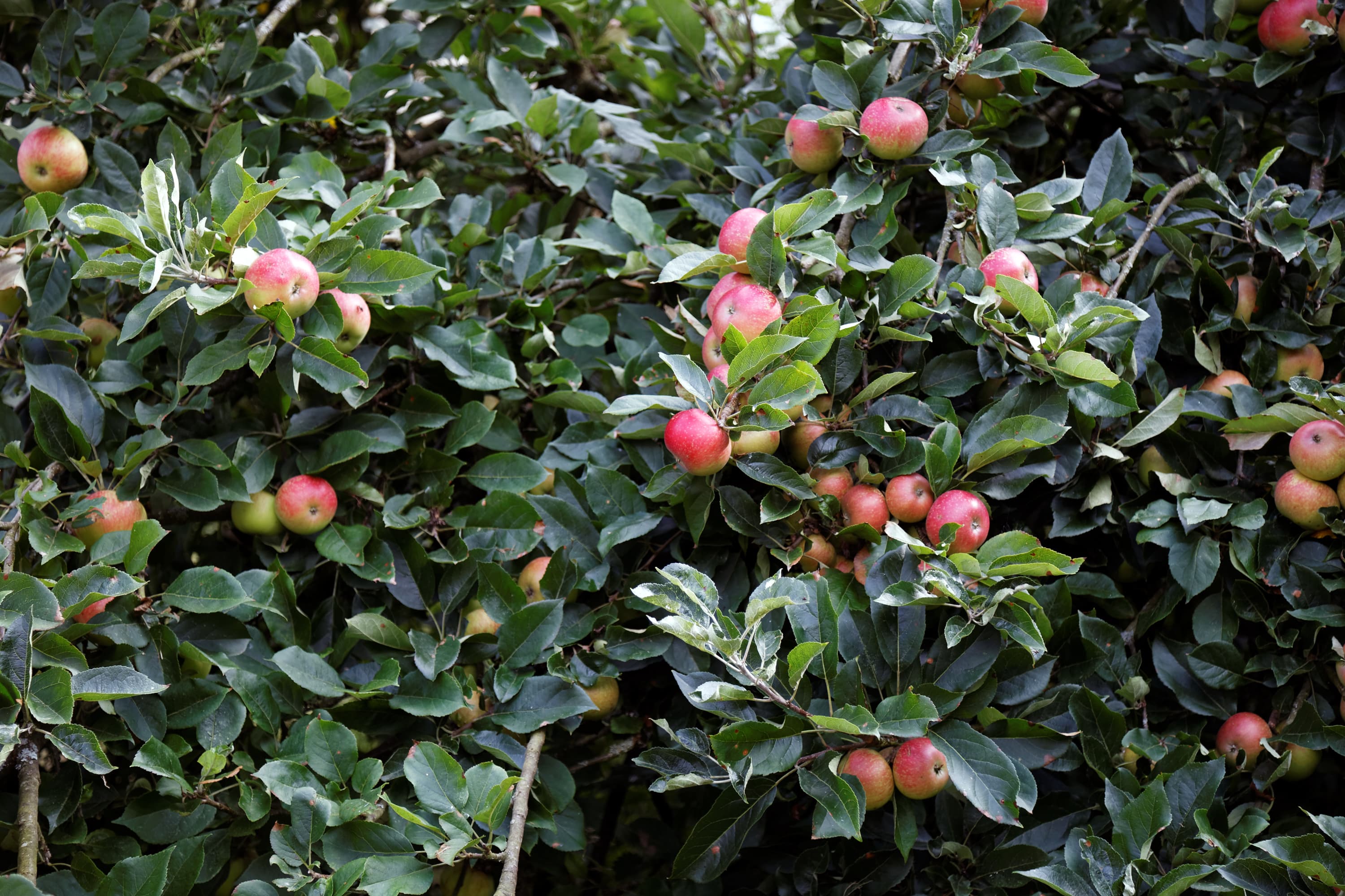 Obstbaum Orchards