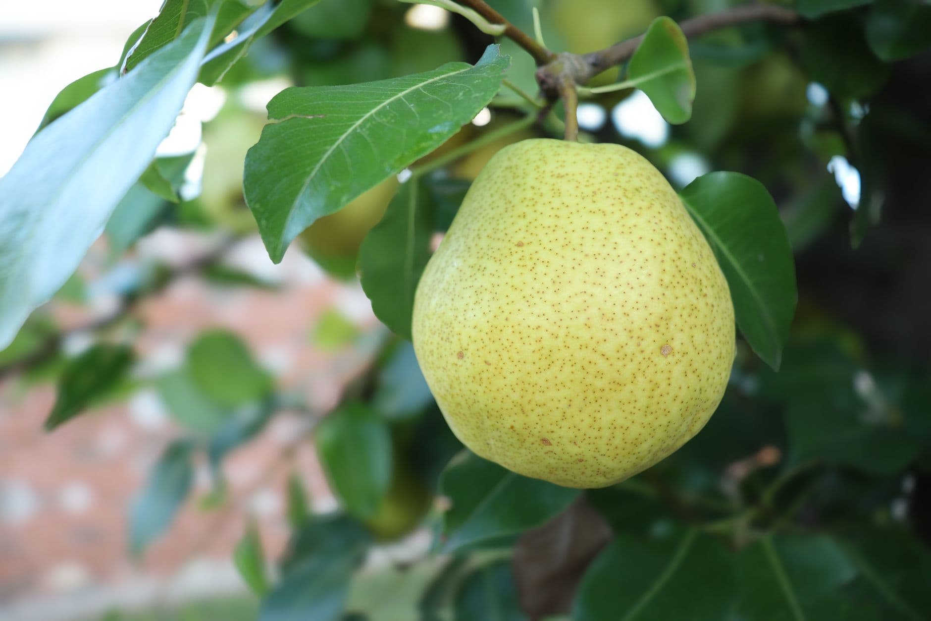 O'Halloran's Apple Trail Ranch