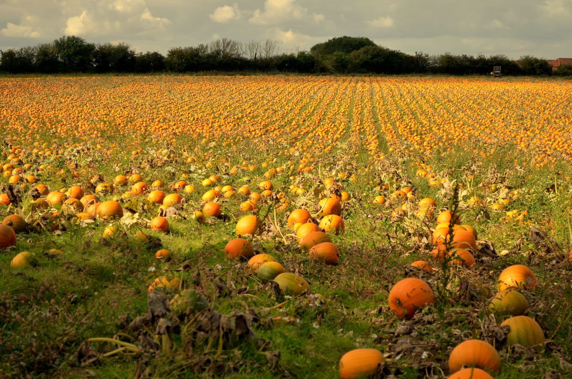 Olson Farms
