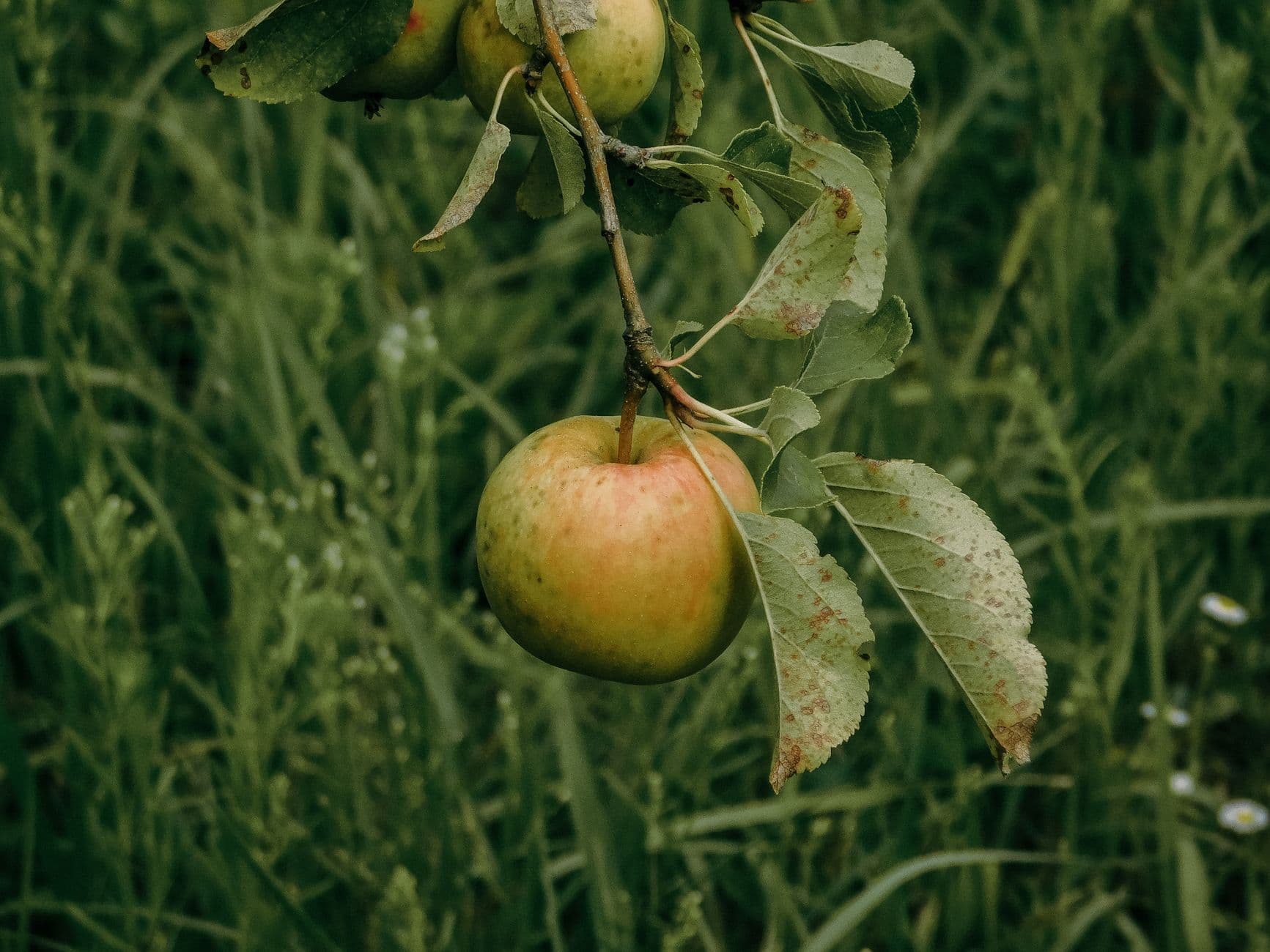 Orchards of Concklin