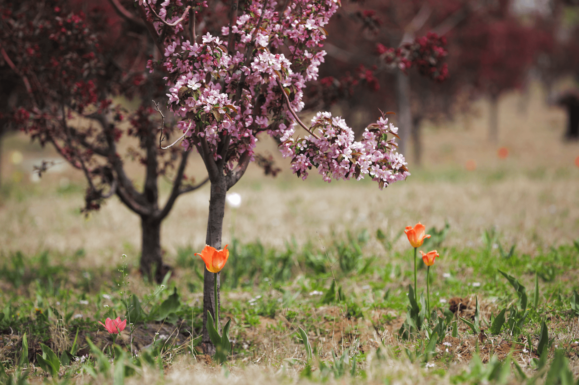 Overhiser Orchards