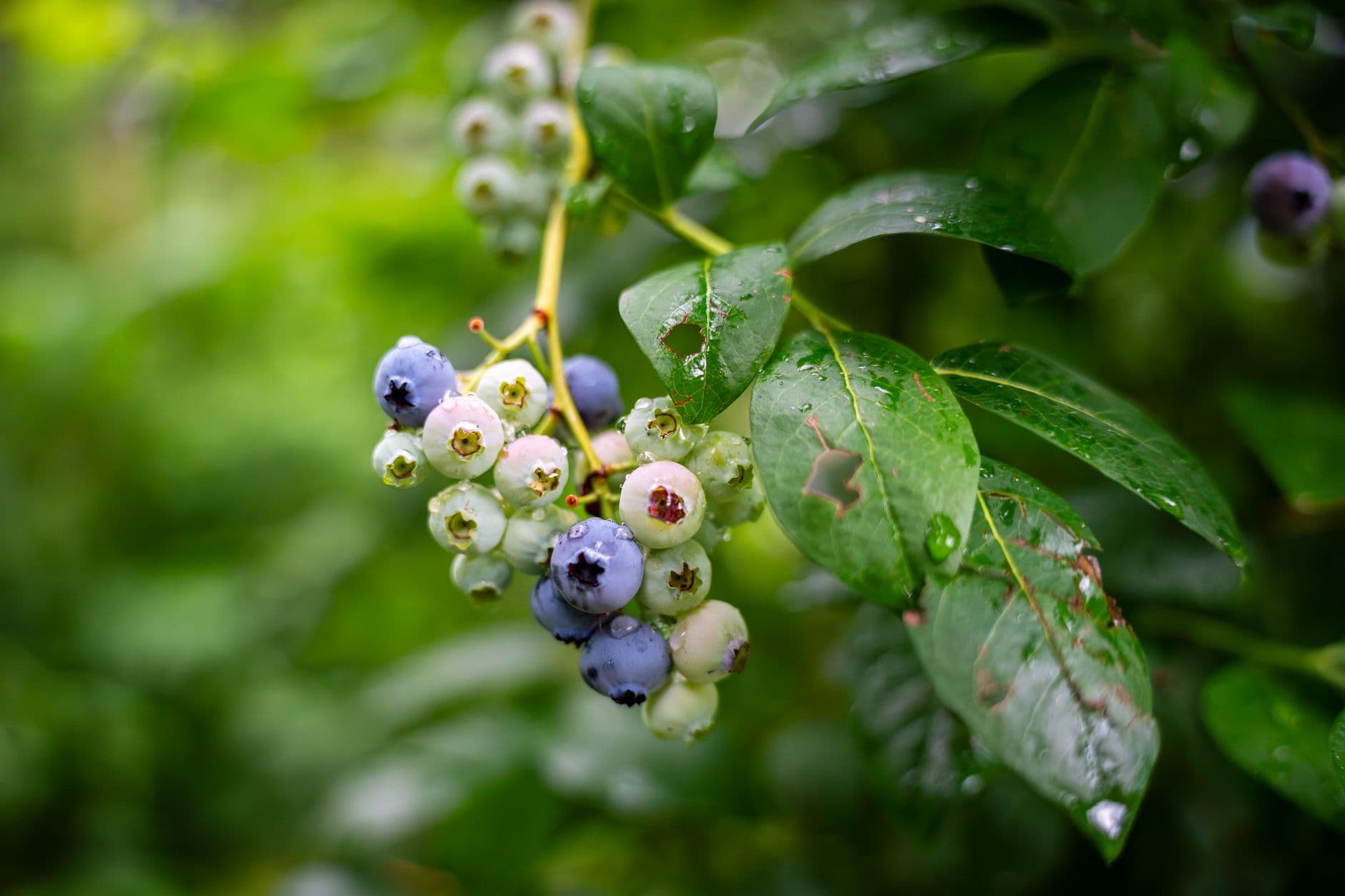 Palmer Blueberry Farm