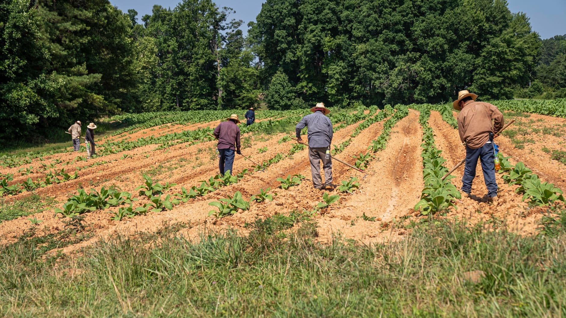 Panek's Pickin' Patch