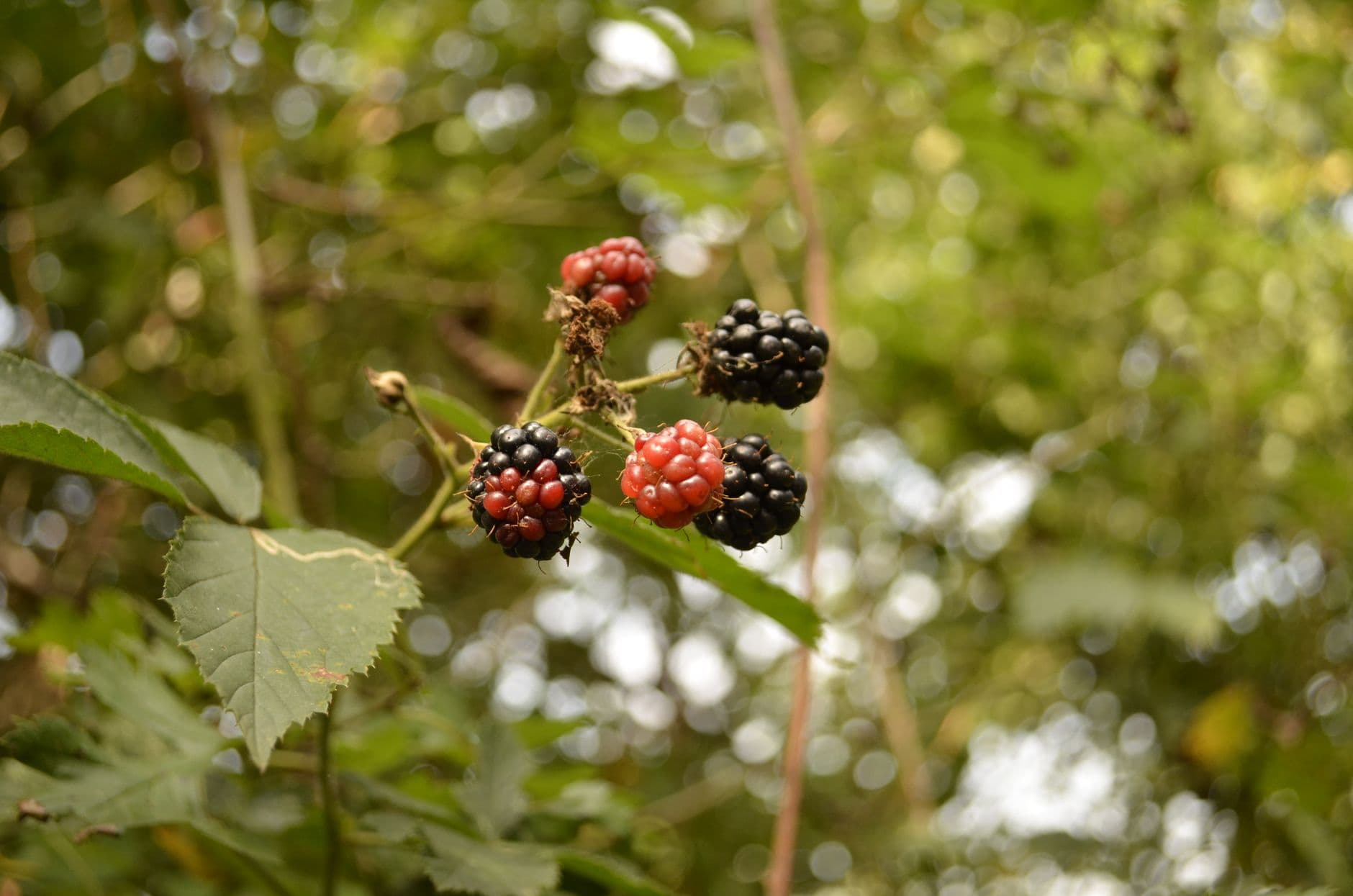 Patty's Berries and Bunches
