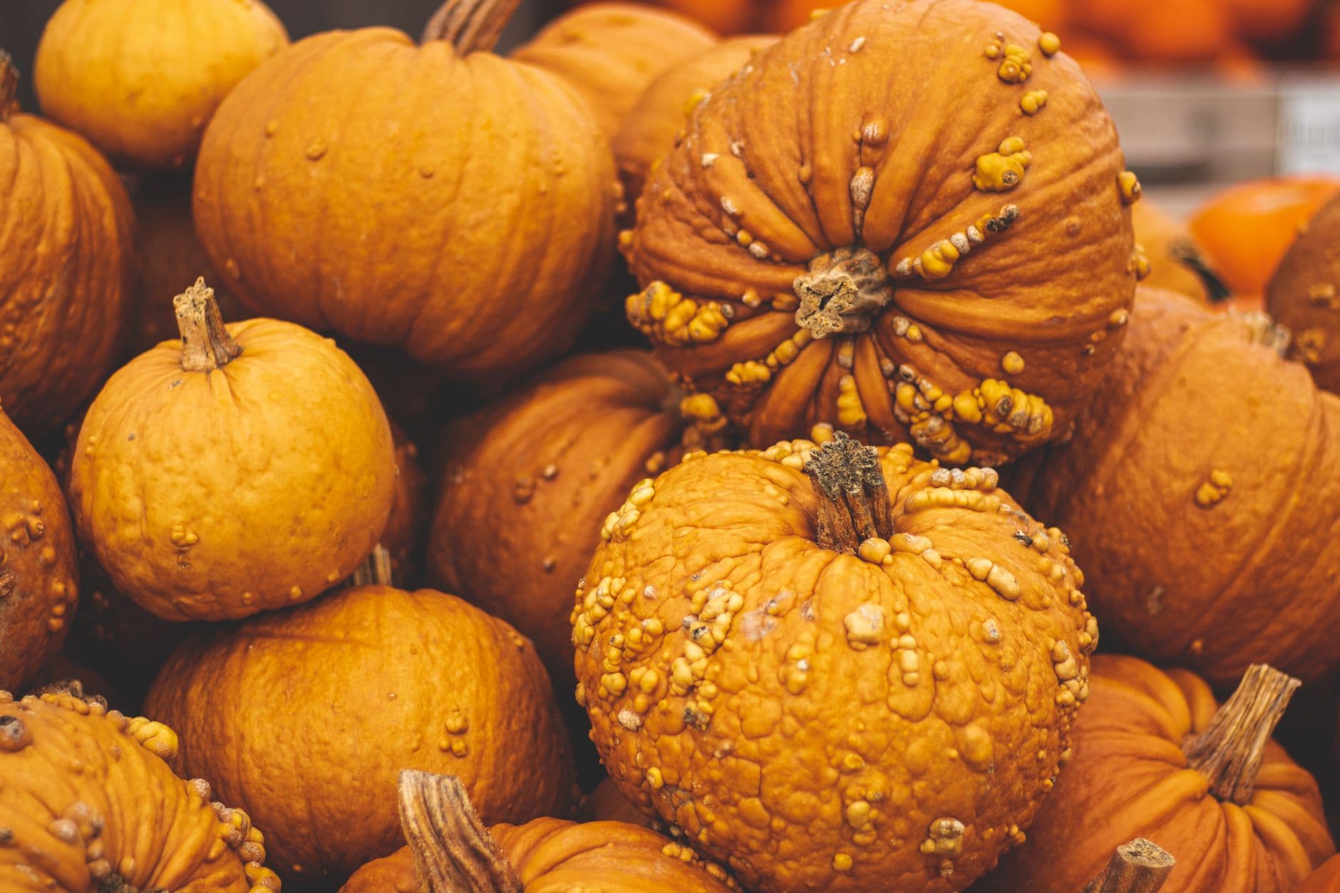Paulson's Pumpkin Patch