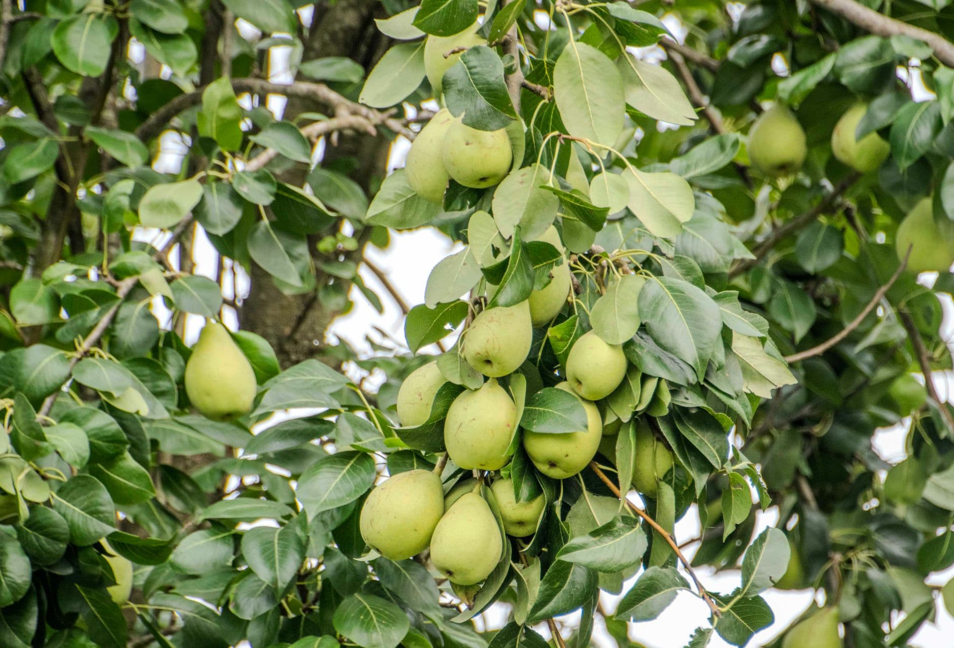 Pear Bloom Farm
