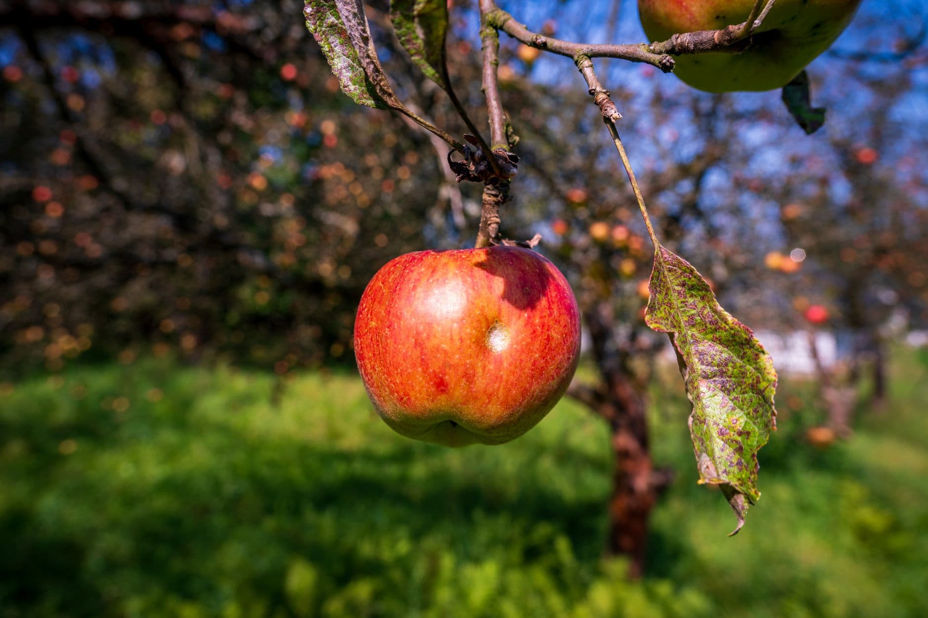 Peck & Bushel Fruit Company
