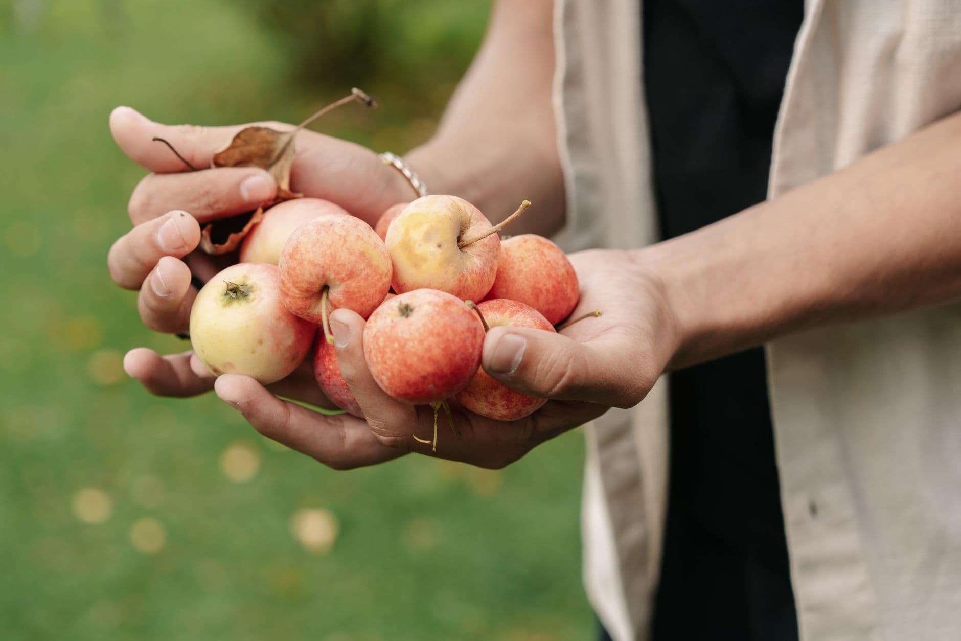 Penn Vermont Fruit Farm