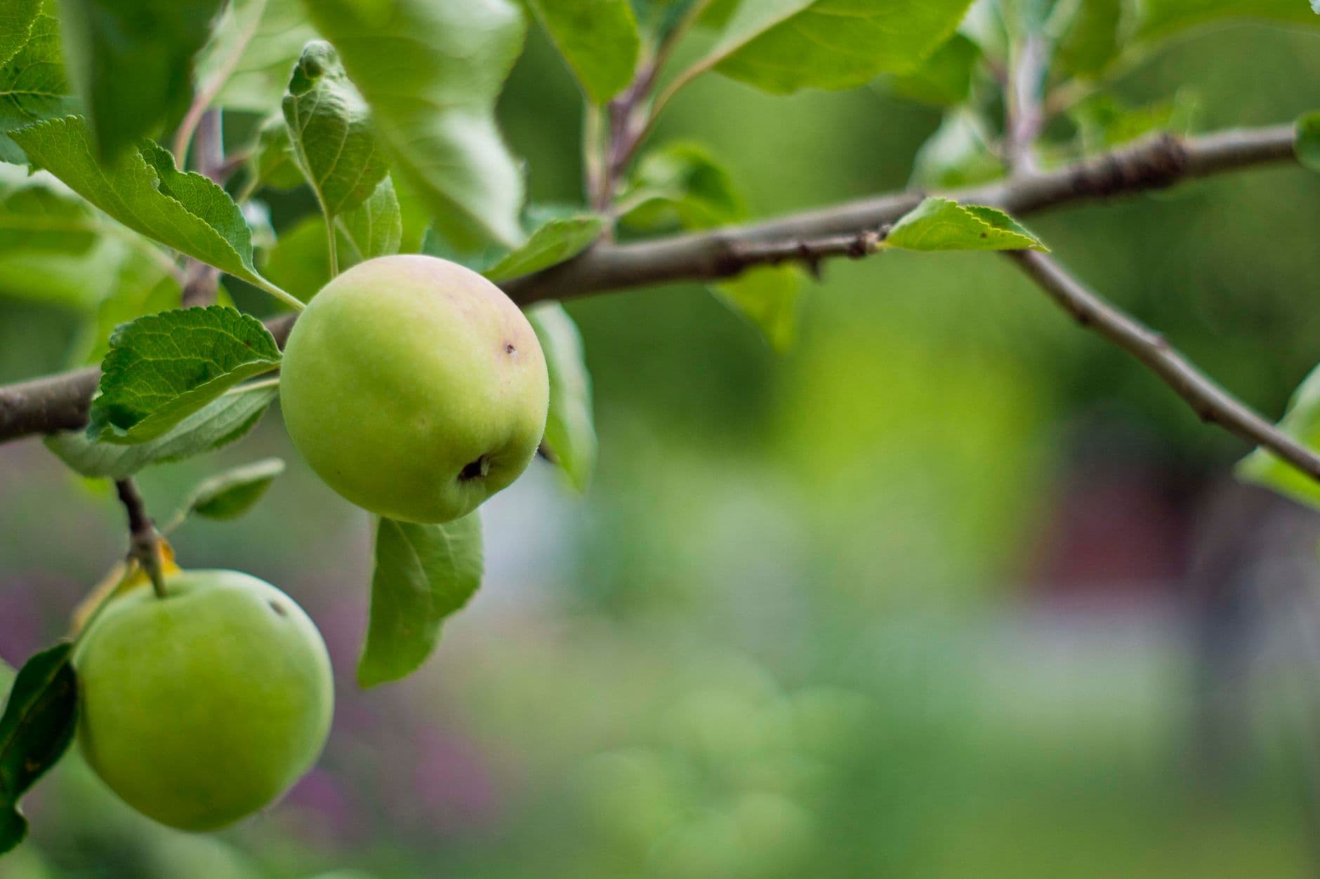 Pennings Orchard