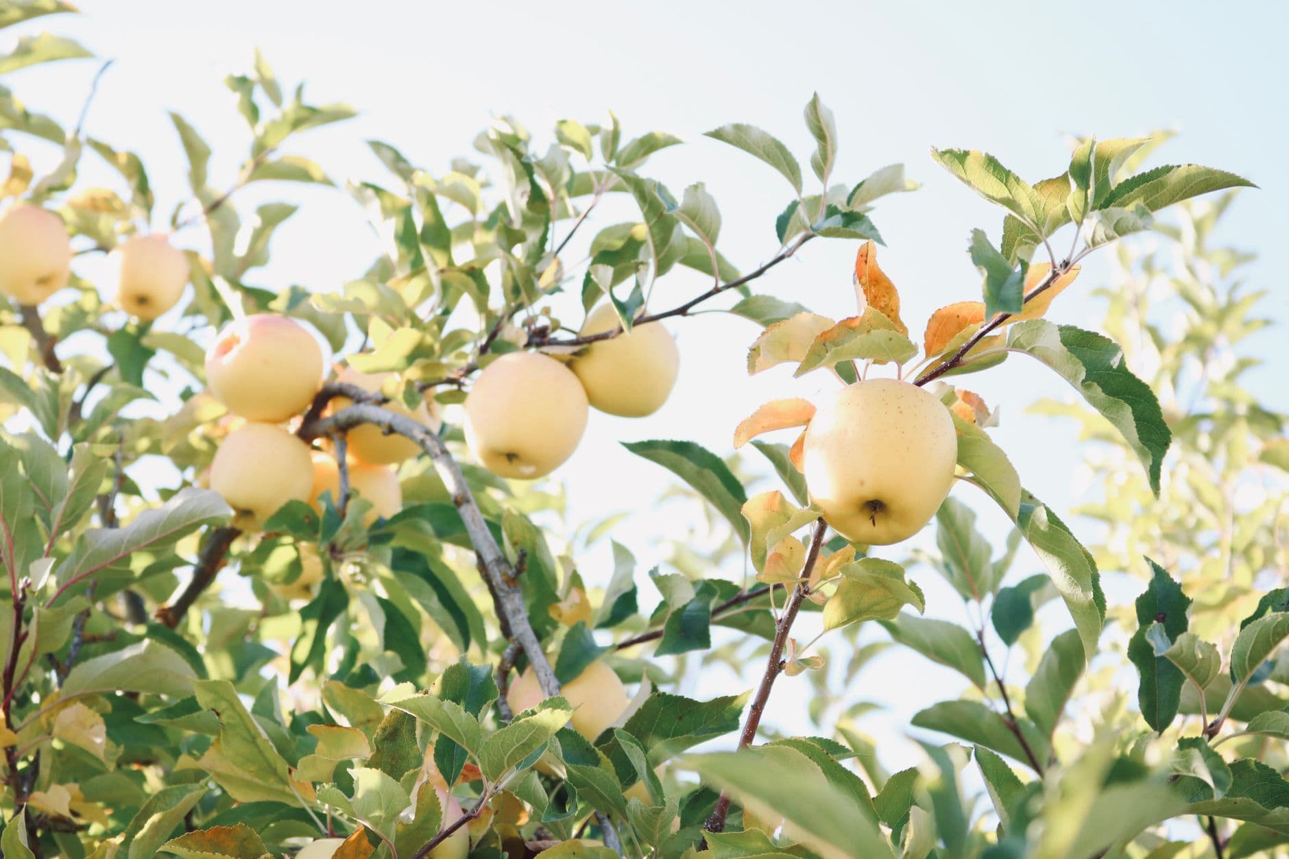 Perry Lowe Orchards